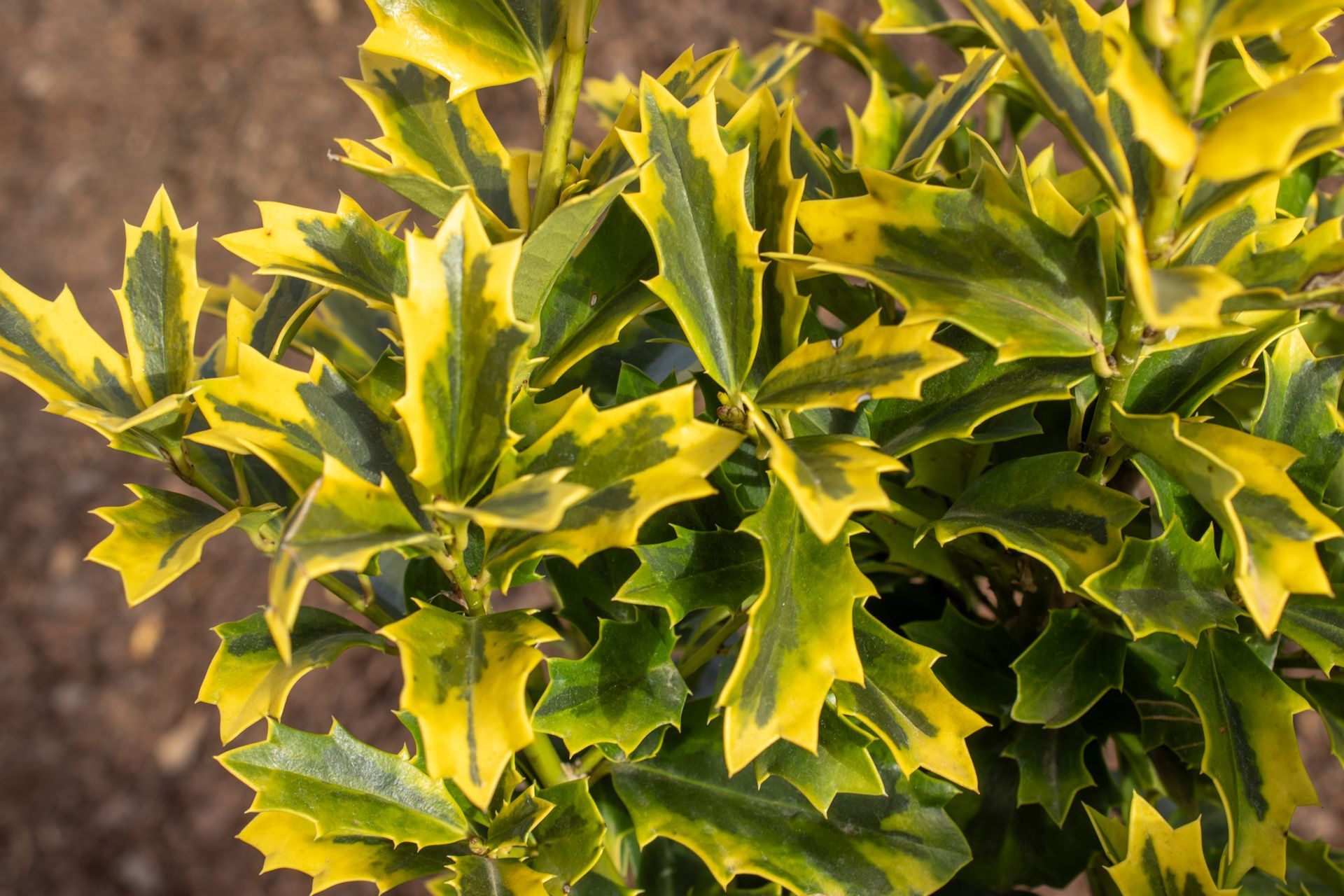 Variegated holly leaves with green and yellow edges in a garden setting