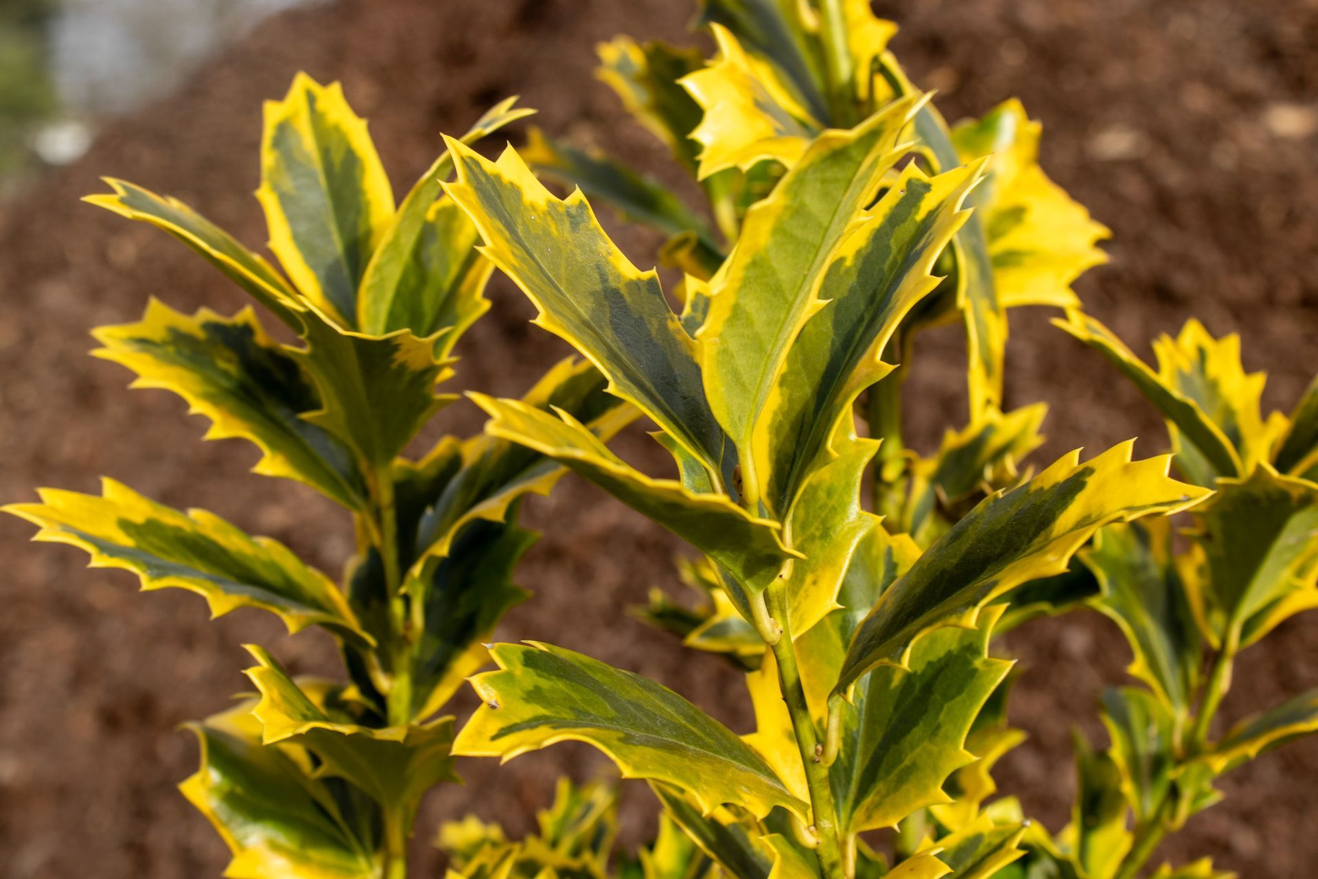 Yellow-edged green plant leaves in a sunlit garden