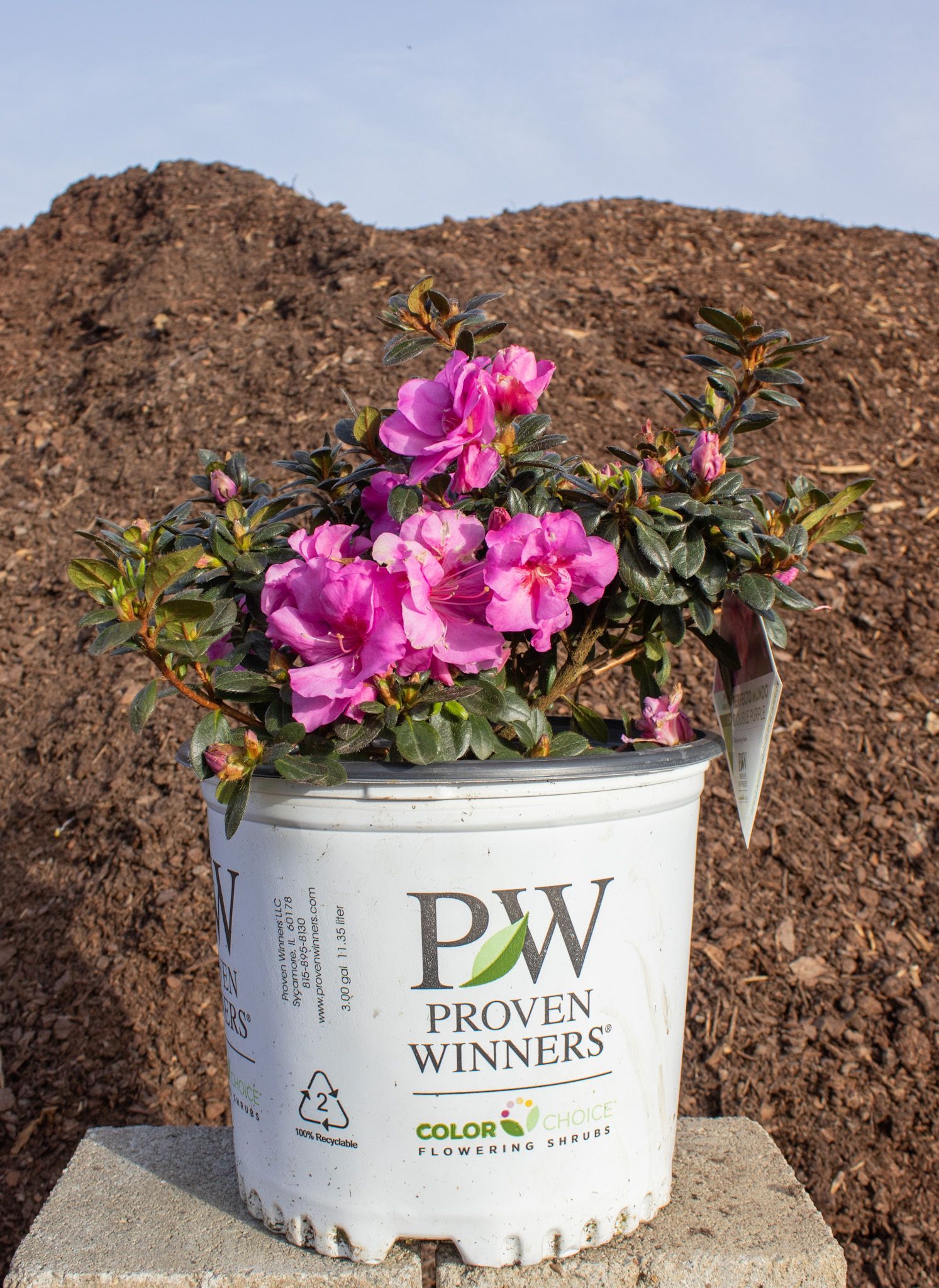 Pink flowers growing in a white PW Proven Winners pot outdoors against a dirt mound