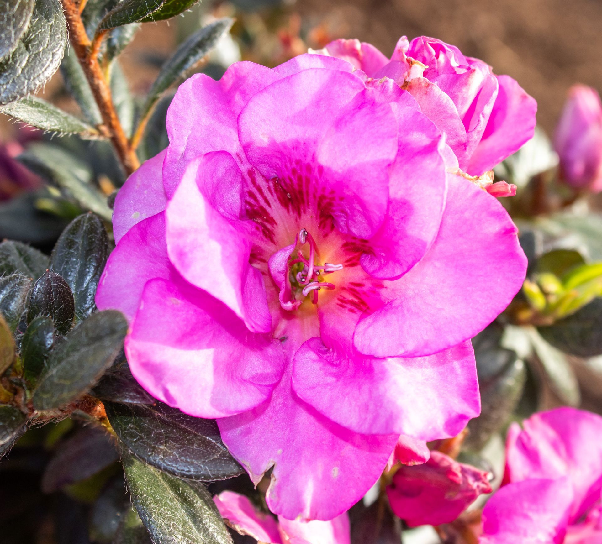 Close-up of a bright pink flower with layered petals and dark green leaves