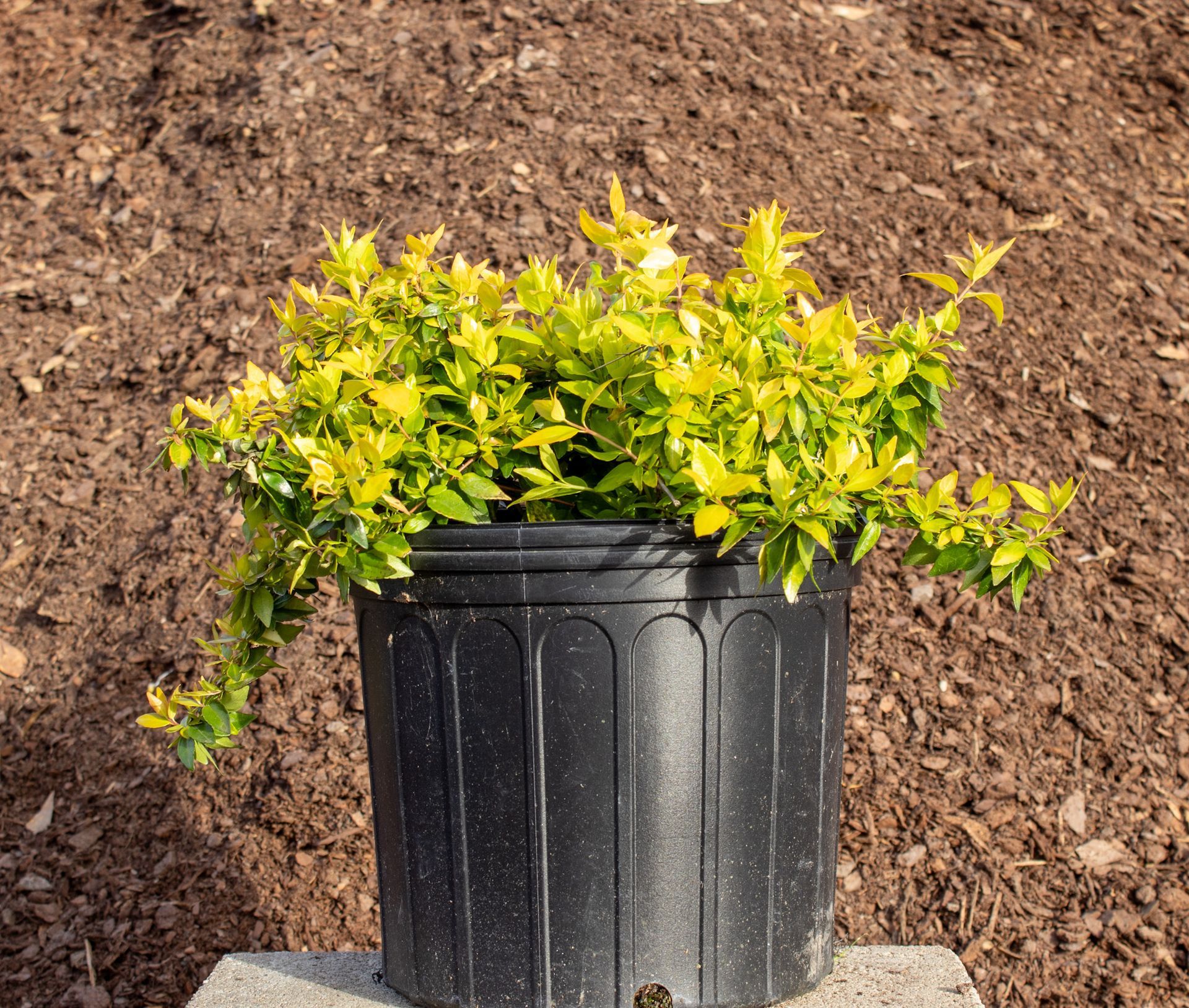 Yellow-green shrub in a black plastic nursery pot on a gravel surface