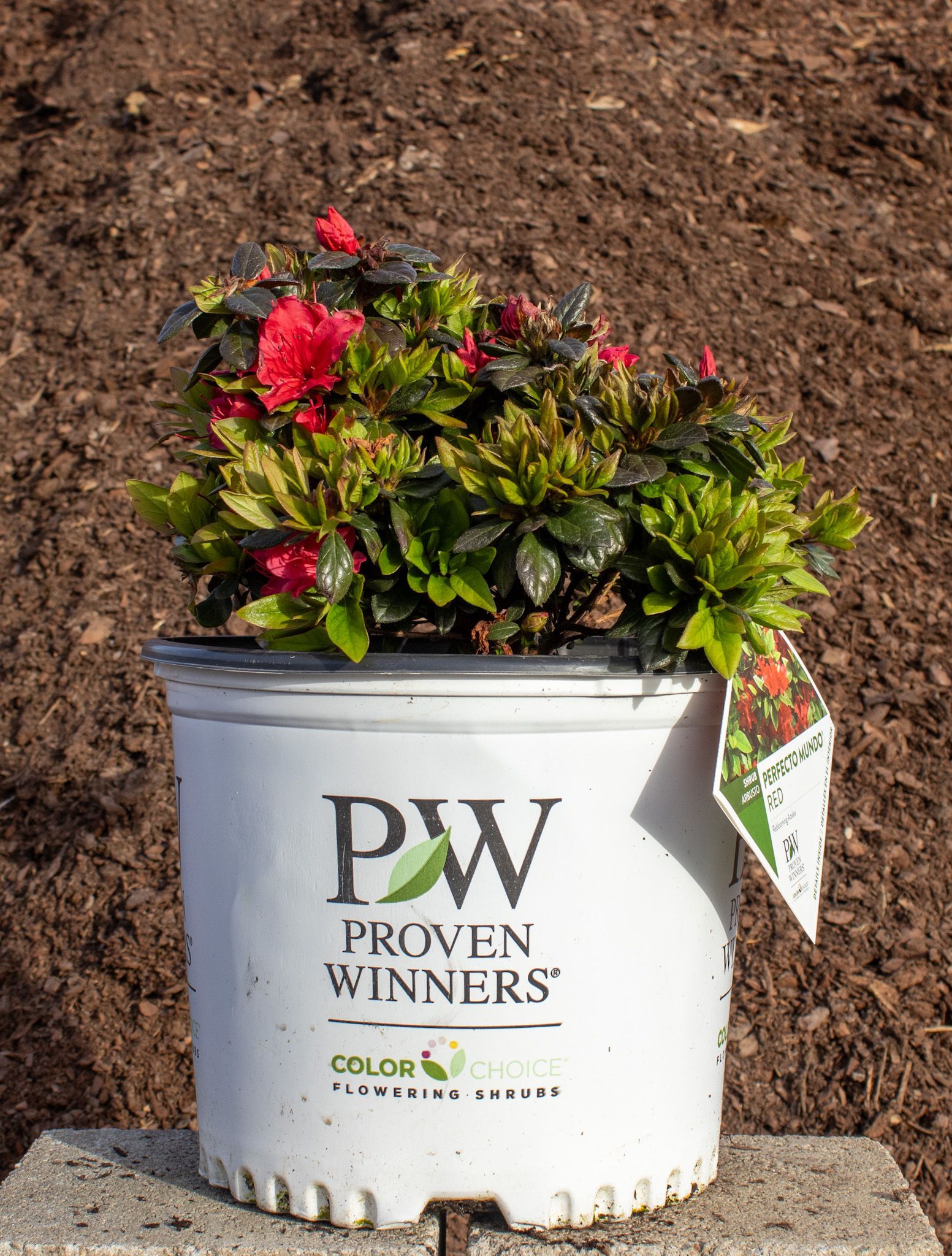 White Proven Winners flower pot with red and green blooms against a mulch background