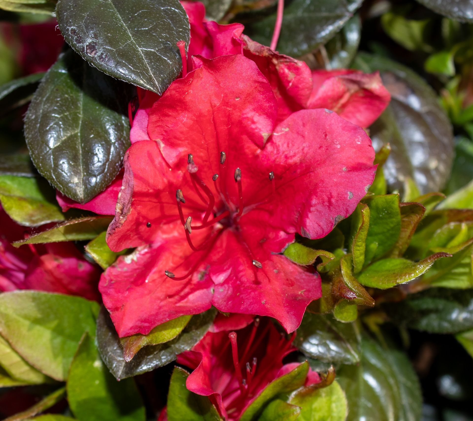 Bright red azalea bloom among glossy dark green leaves