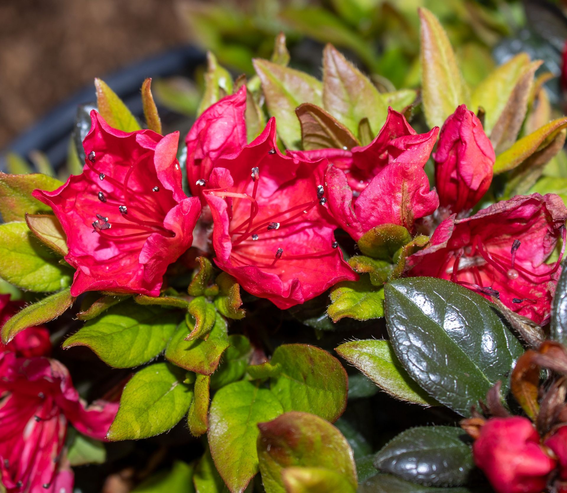 Bright pink azalea blossoms with glossy green leaves in a garden close-up