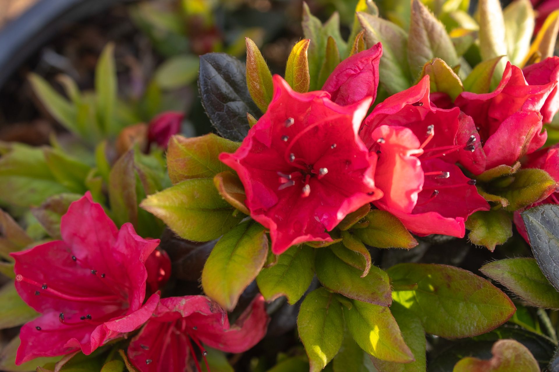 Bright pink flowers blooming among green leaves in a garden close-up