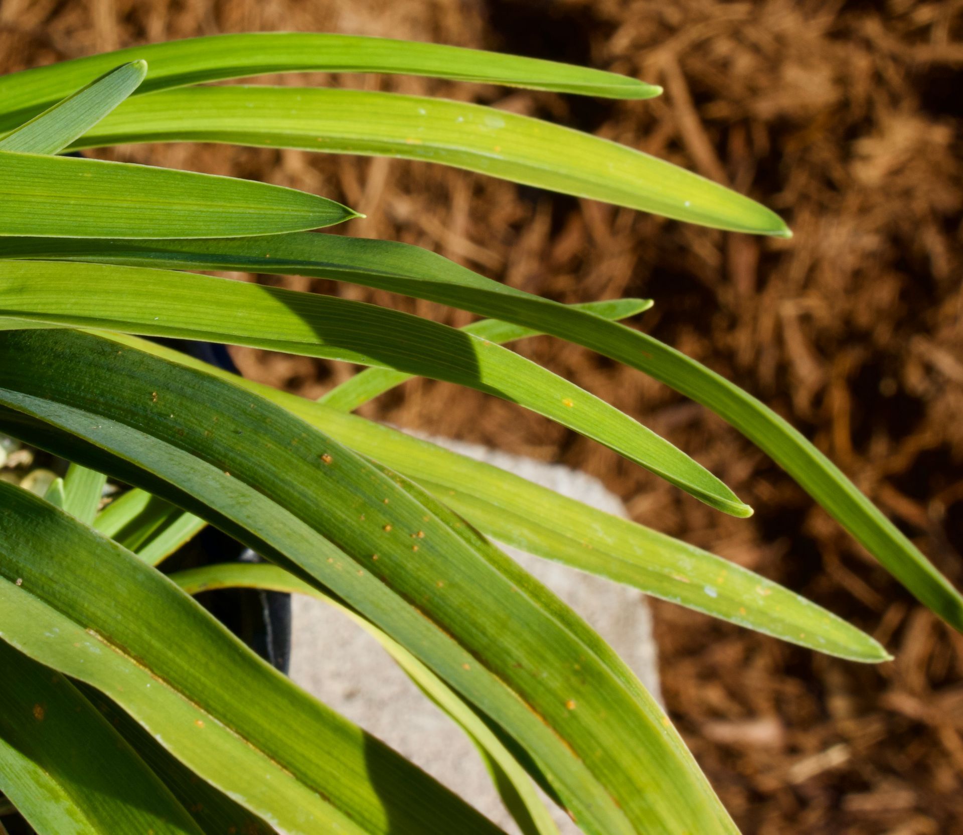 Close-up of green palm-like leaves against a brown background