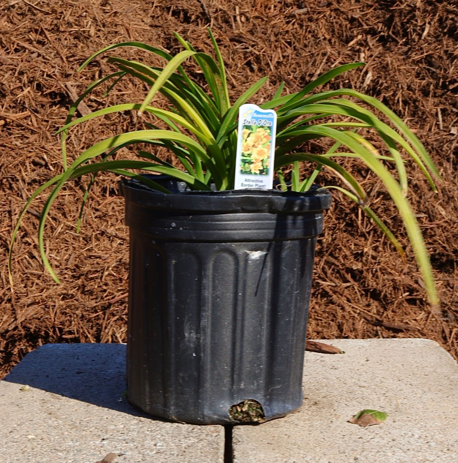 Potted green plant with long leaves in a black nursery container outdoors on concrete.