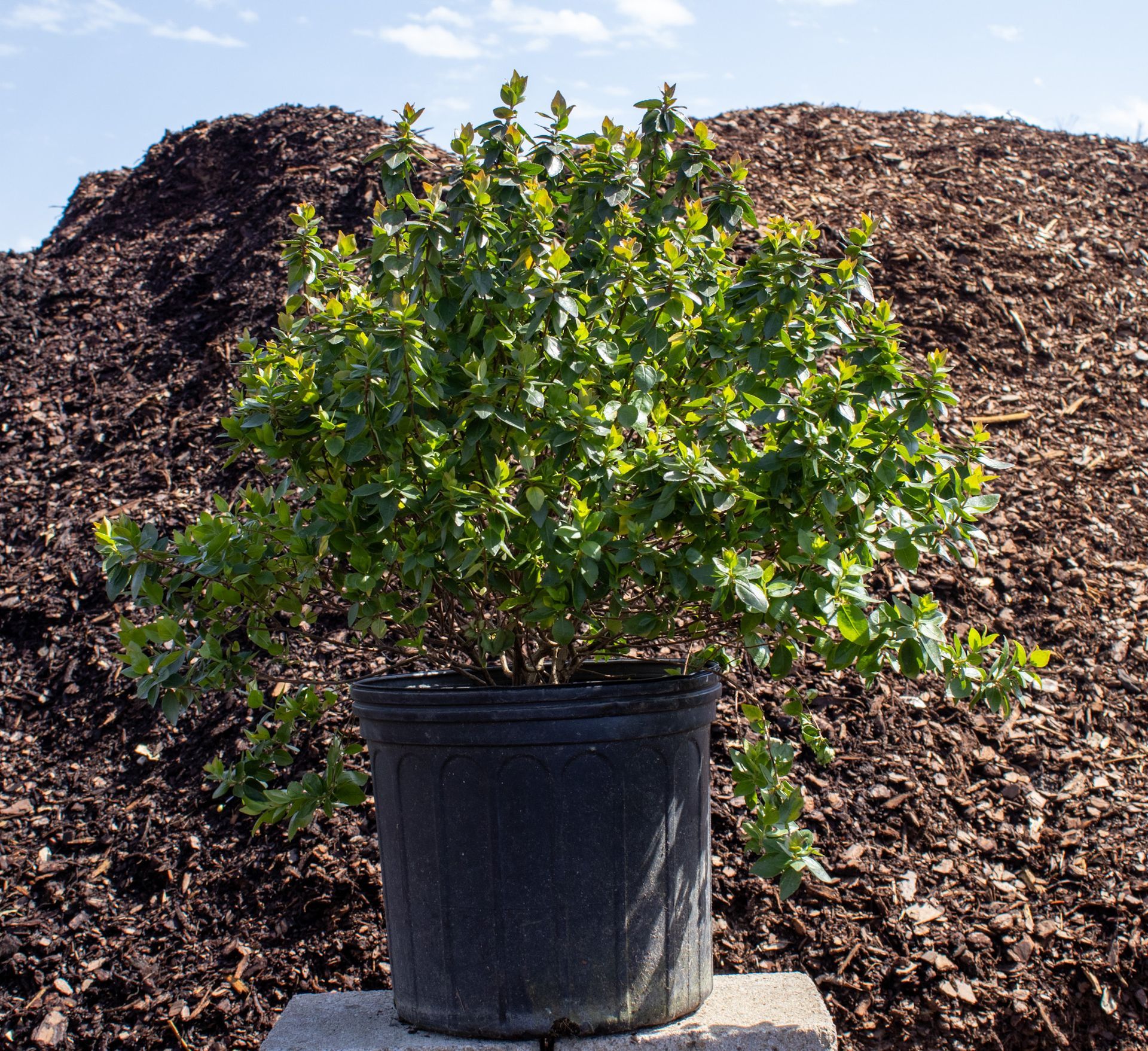 Potted green shrub in a black nursery container on a concrete block, with mulch piles behind it