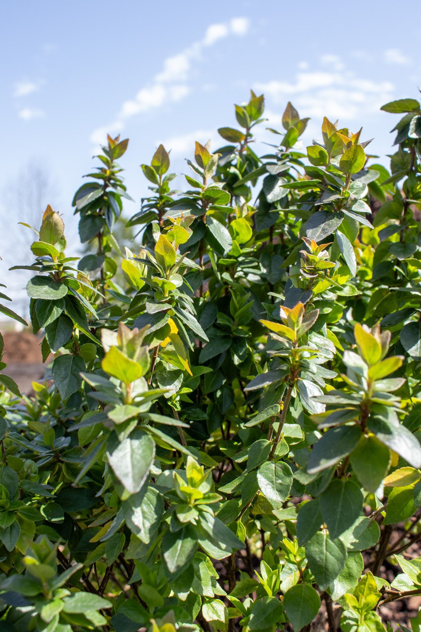 Green leafy shrub with yellow-tipped leaves against a blue sky