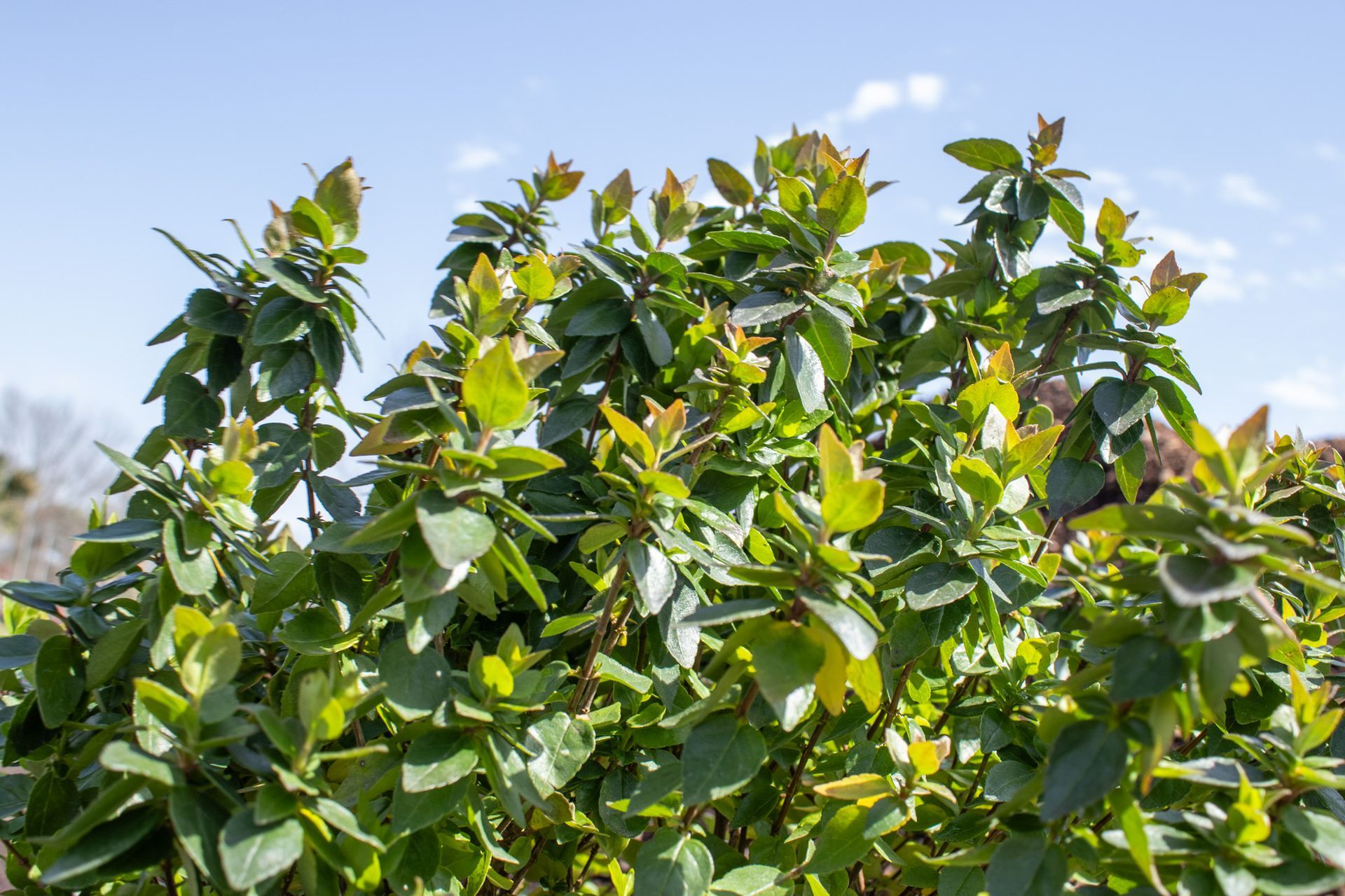 Dense green tree canopy with yellow-orange leaves against a blue sky