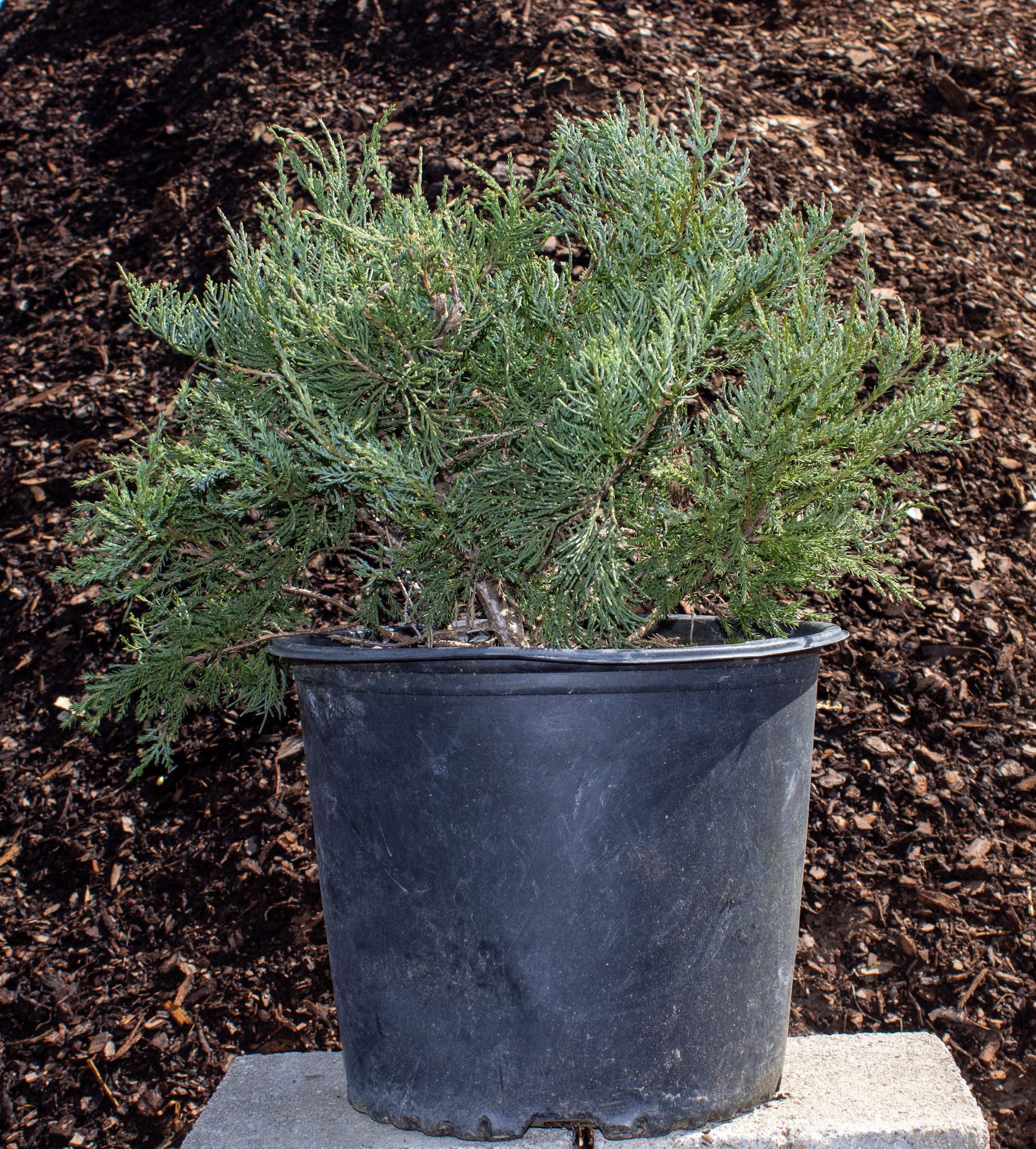 Potted green shrub in a black plastic nursery container on a concrete block outdoors