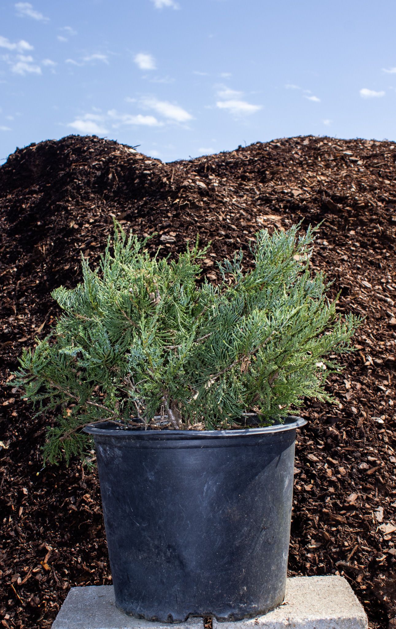 Green shrub in a black nursery pot on a concrete block, with mulch piles in the background