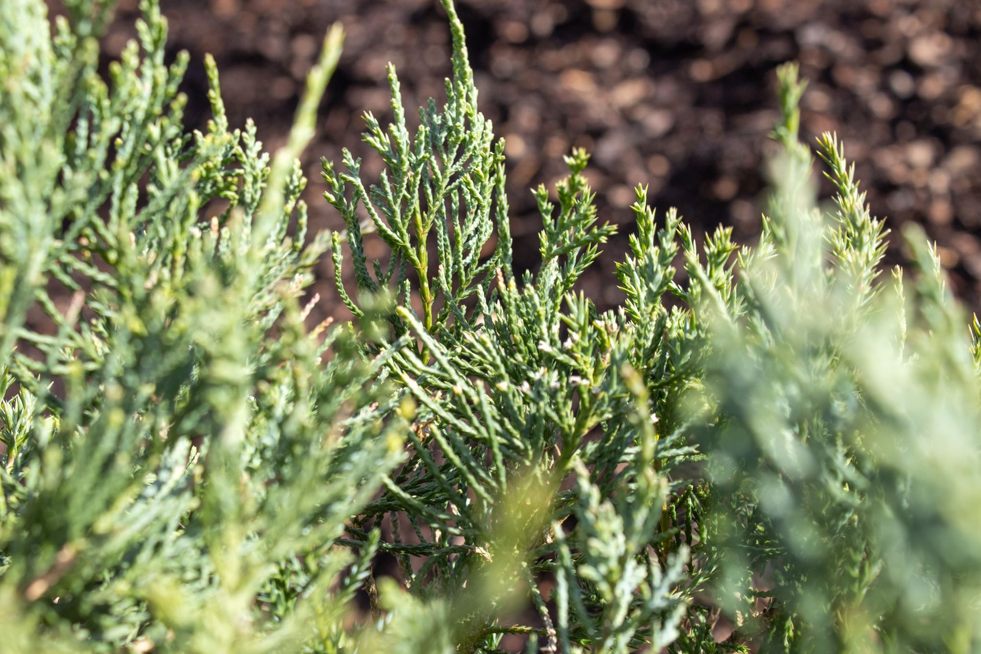 Close-up of green seedling plants growing in dark soil