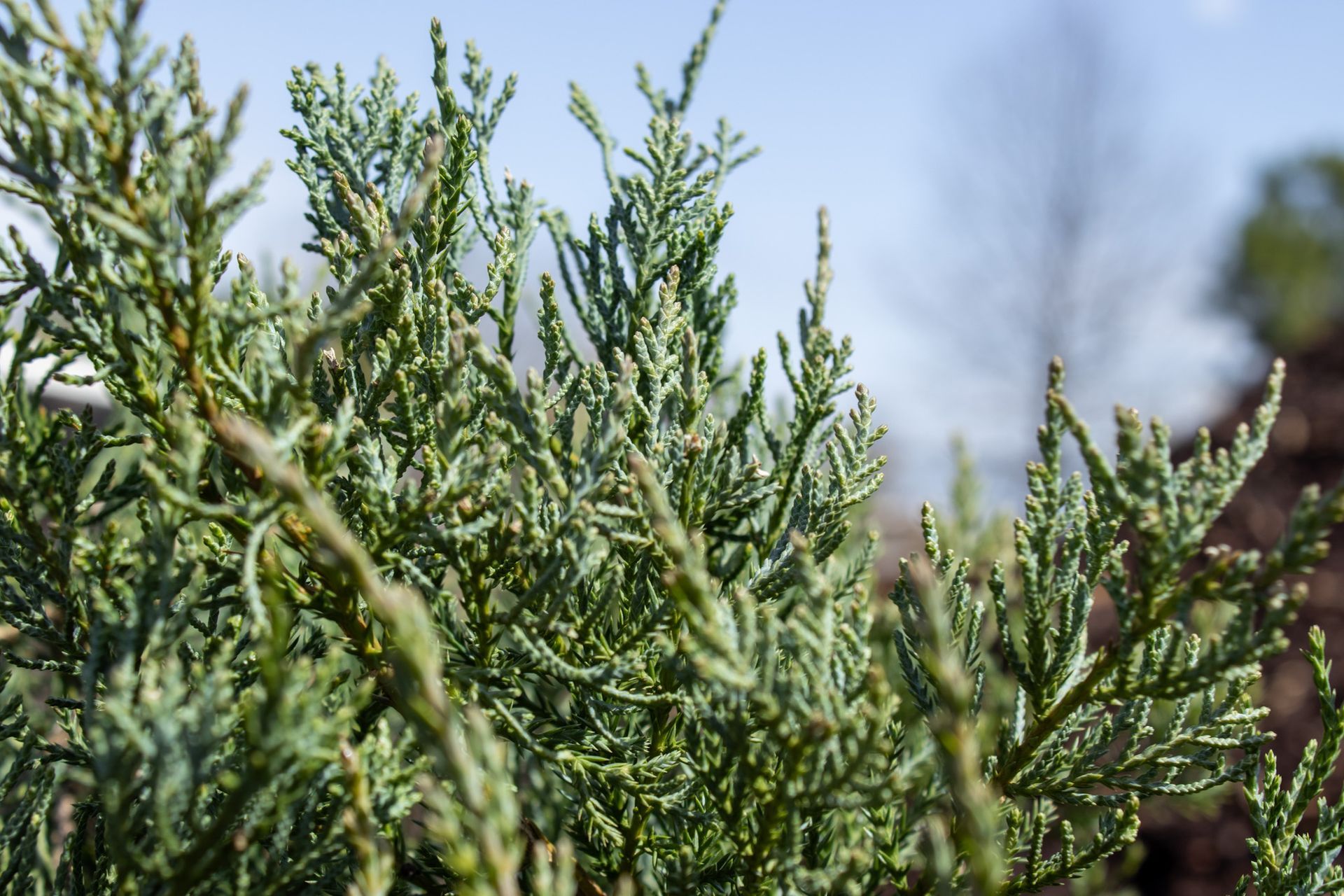 Close-up of green evergreen shrubs with a blurred blue sky and a brown tree trunk in the background