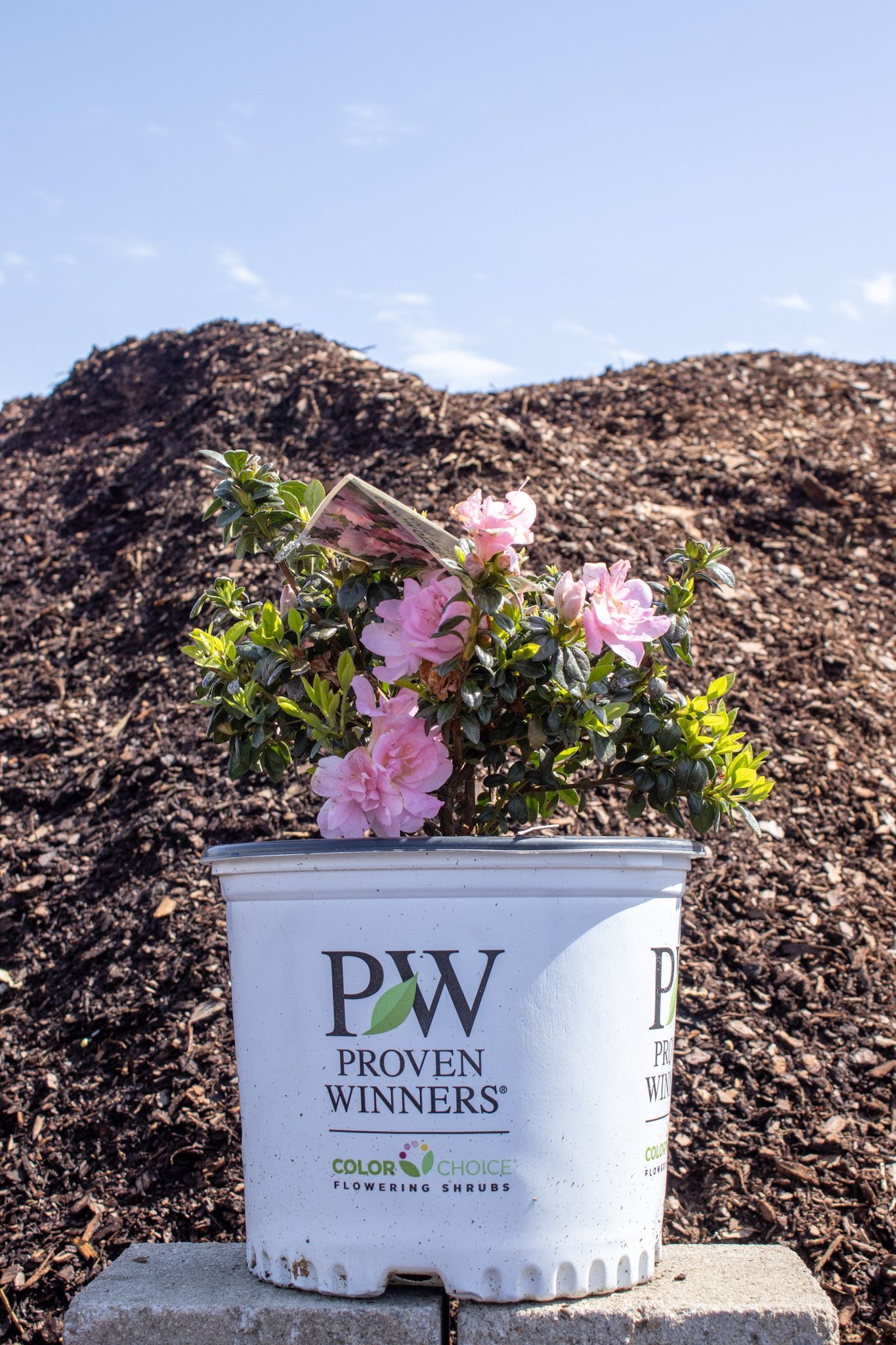 White bucket of pink flowers on mulch with blue sky background
