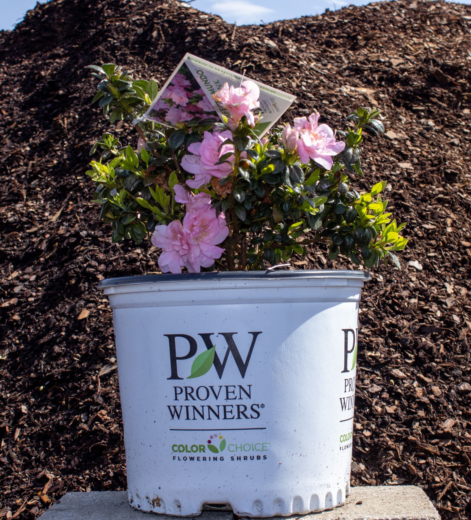 Flowering plant in a white Proven Winners bucket, with pink blossoms and green leaves against mulch.