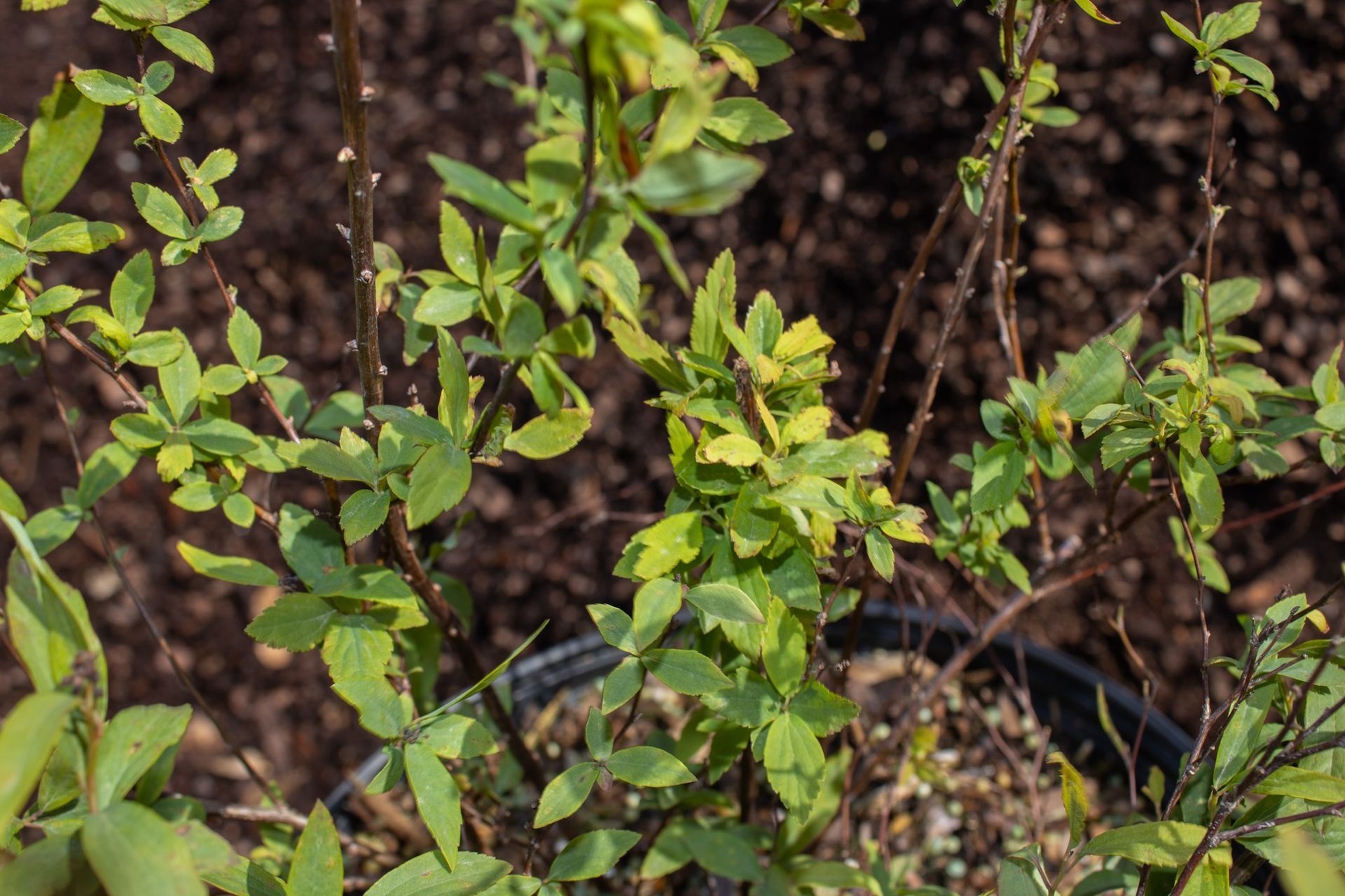 Close-up of green and yellow leaves on a small plant growing in dark soil