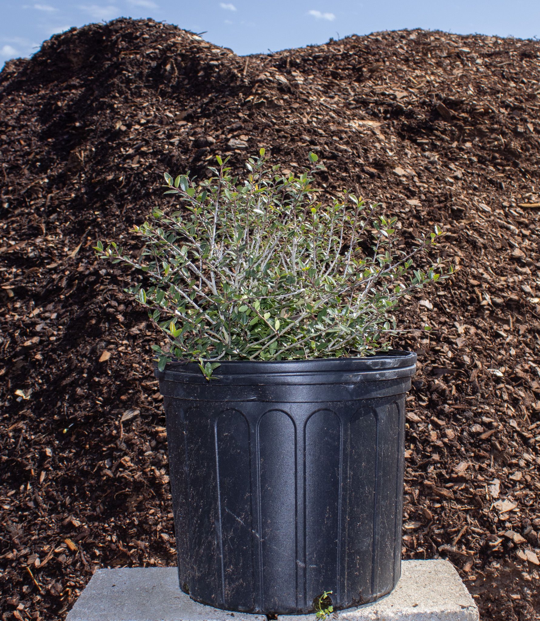Black plastic pot with a small green plant in front of a large mulch pile.