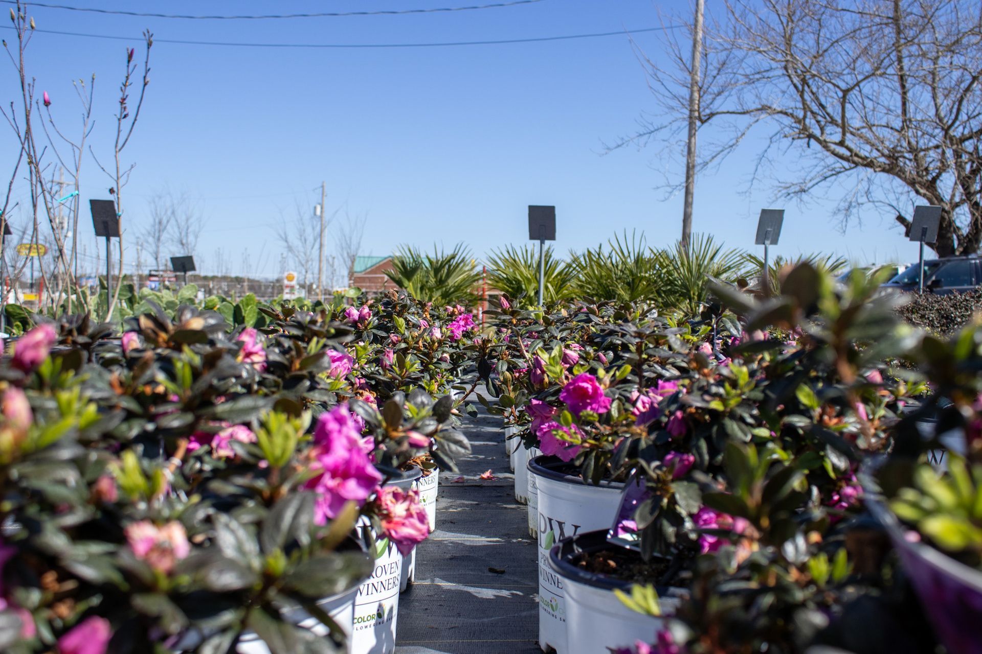 Rows of pink flowers in white pots at an outdoor nursery under a clear blue sky