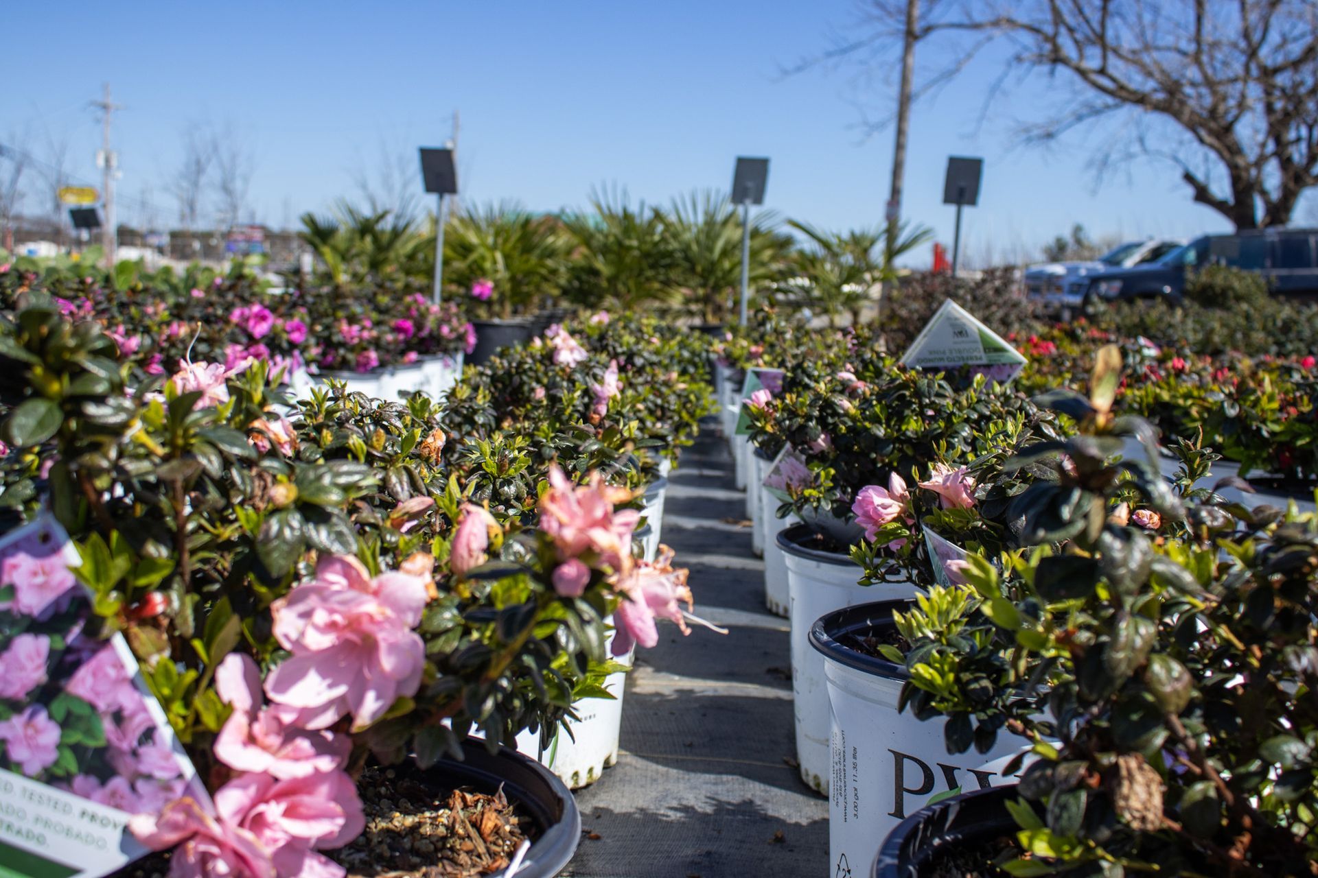 Rows of colorful potted flowers at an outdoor garden center under a clear blue sky