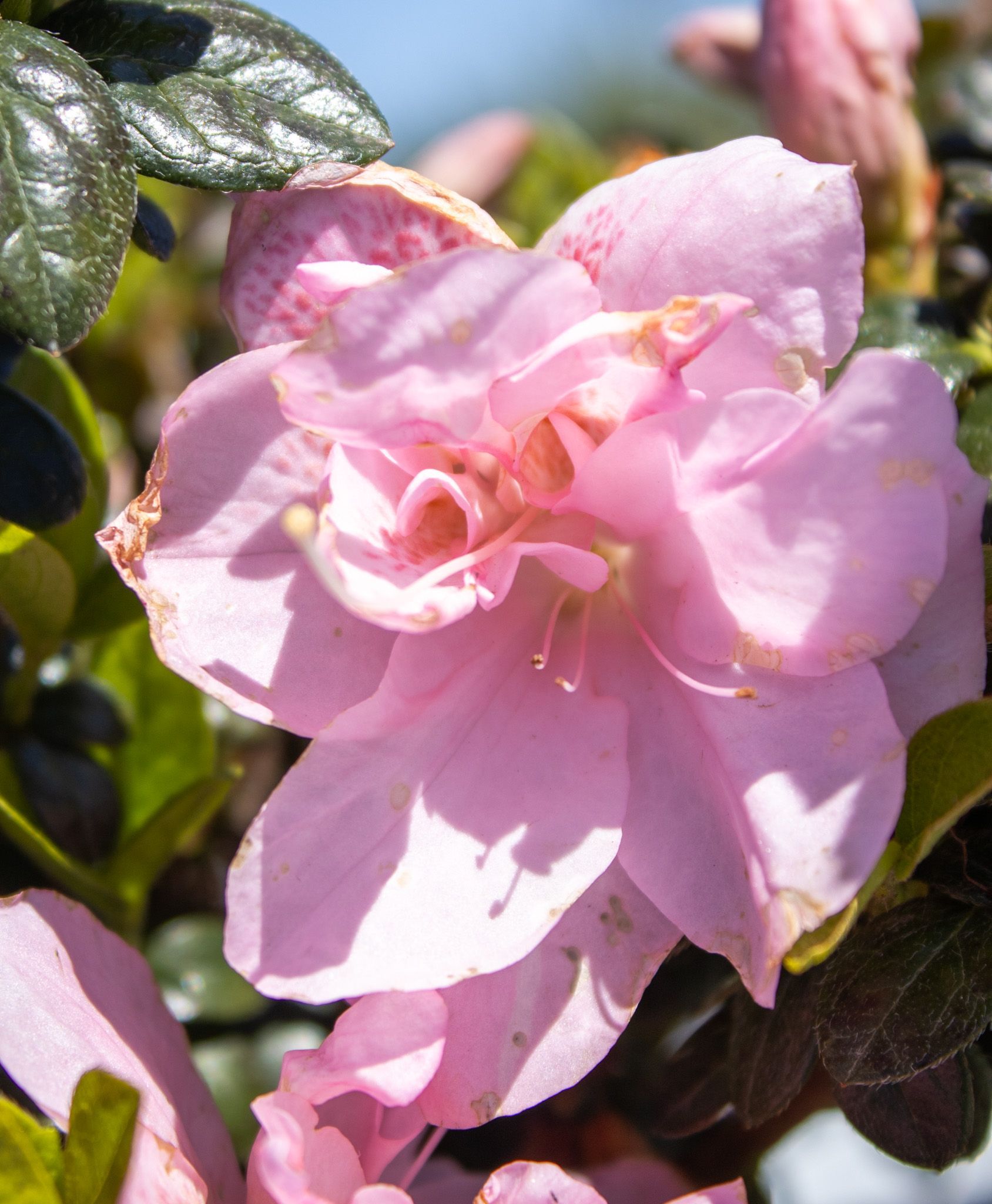 Close-up of a pink flower blossom with green leaves in sunlight