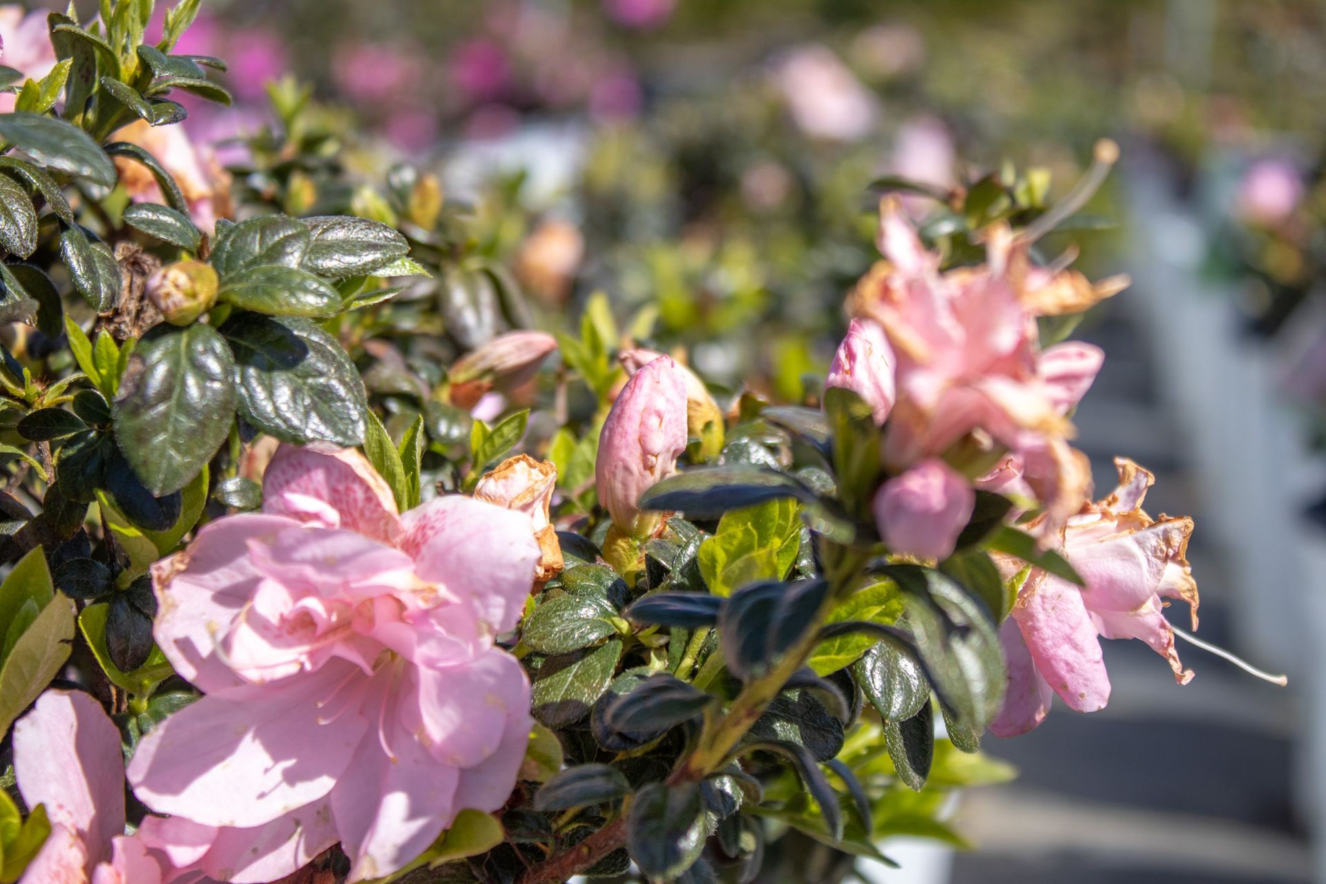 Pink flowers blooming on a sunlit bush with glossy green leaves