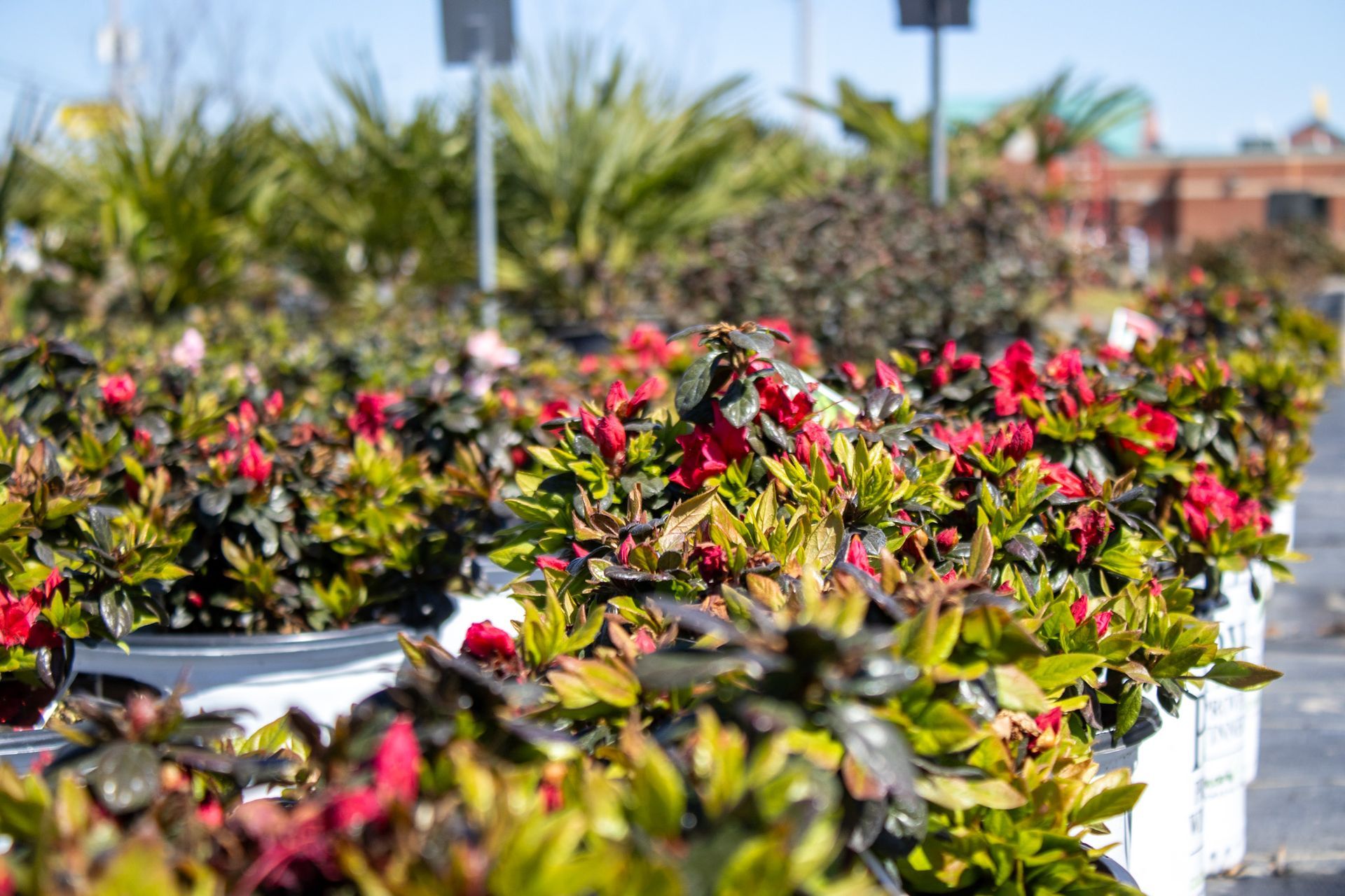 Rows of colorful shrubs with red and yellow leaves in white planters outdoors under a bright sky