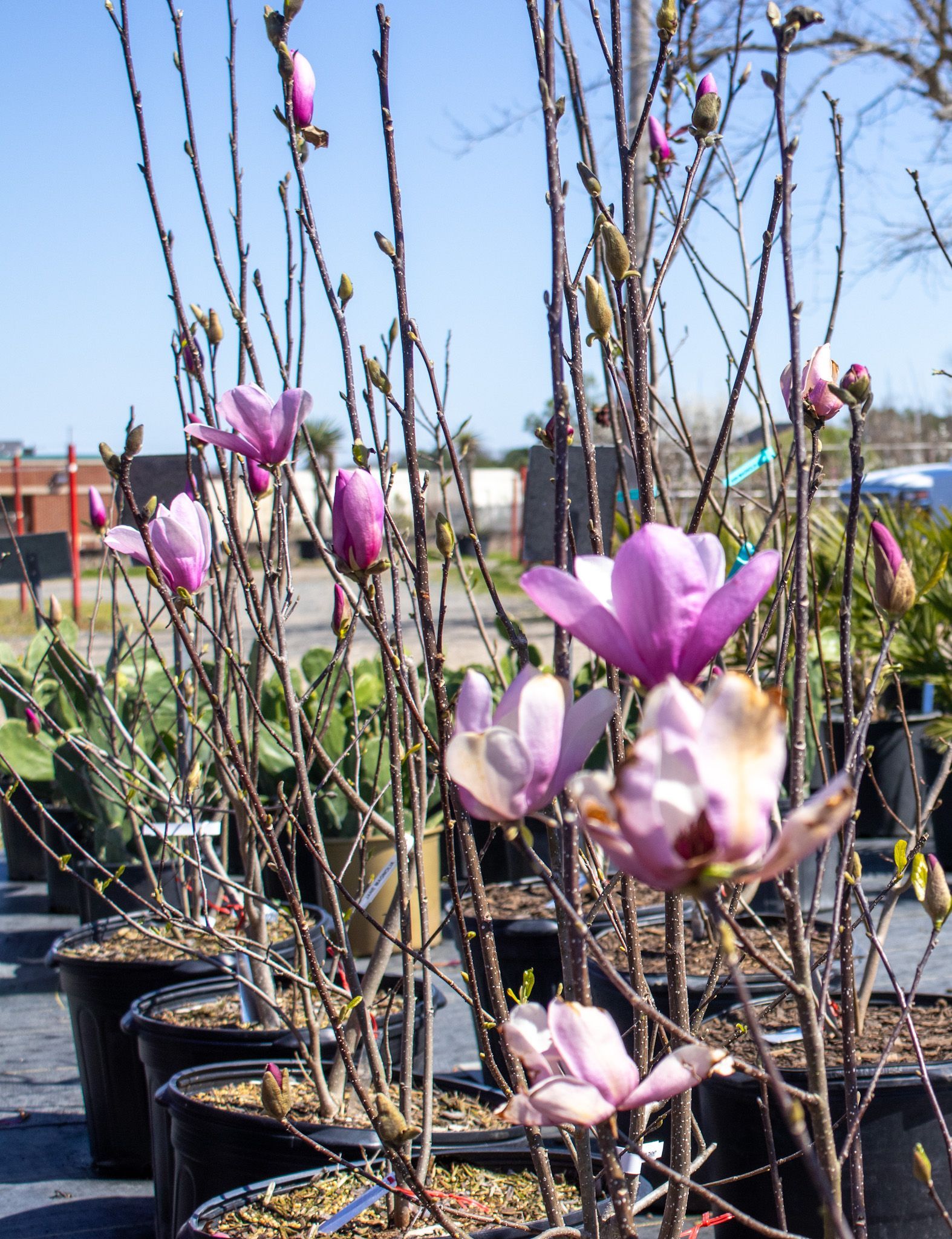 Pink magnolia blossoms on potted branches in an outdoor nursery under a clear blue sky