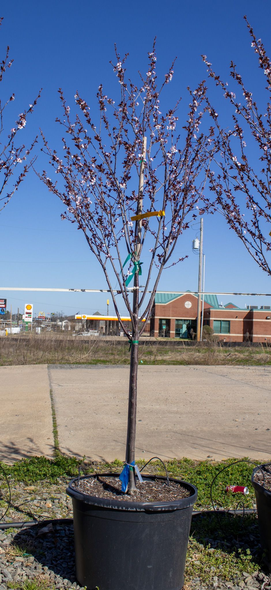 Young potted tree with bare branches in a black nursery pot outdoors against a blue sky.