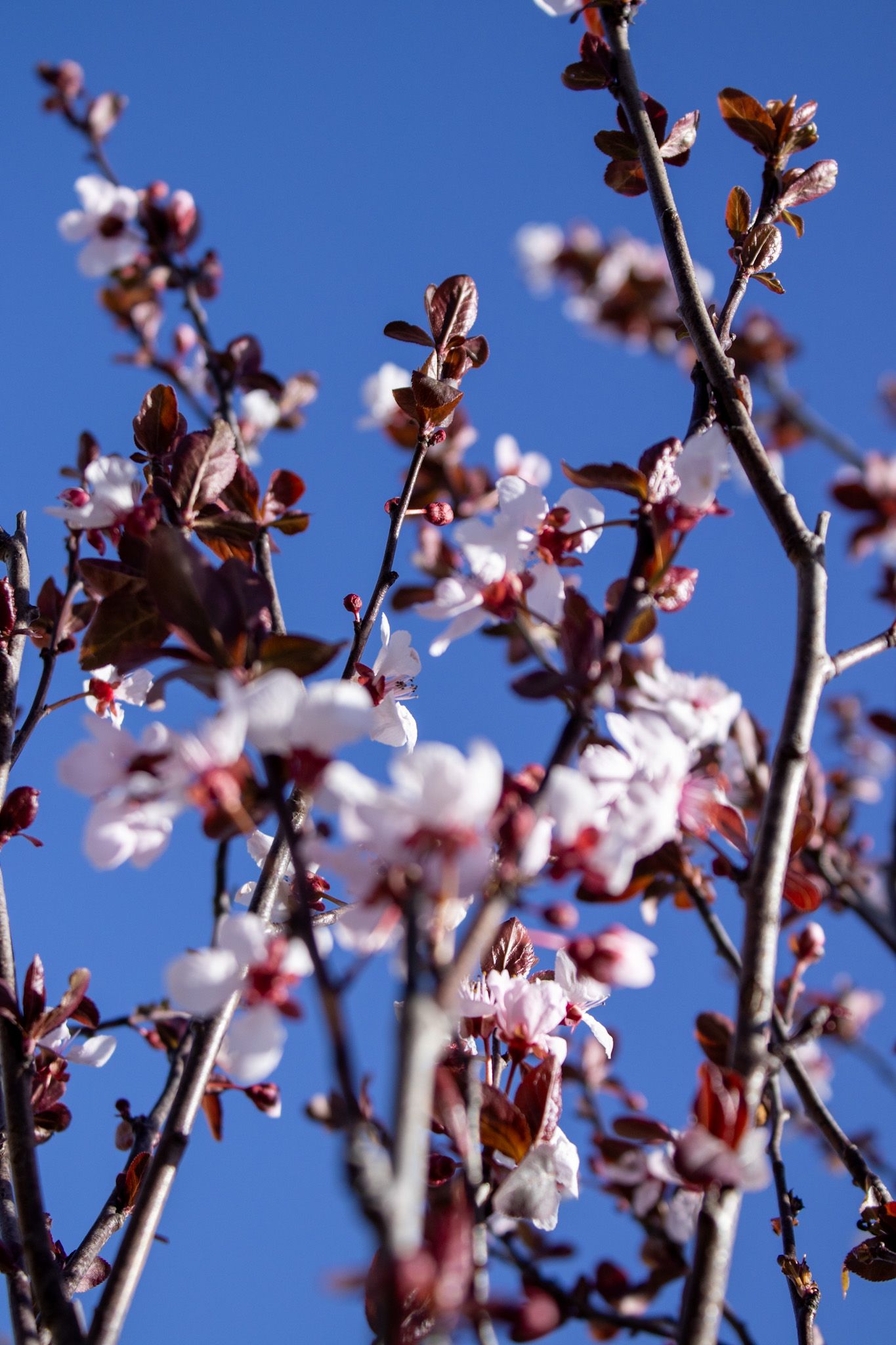 Pink blossoms on tree branches against a clear blue sky