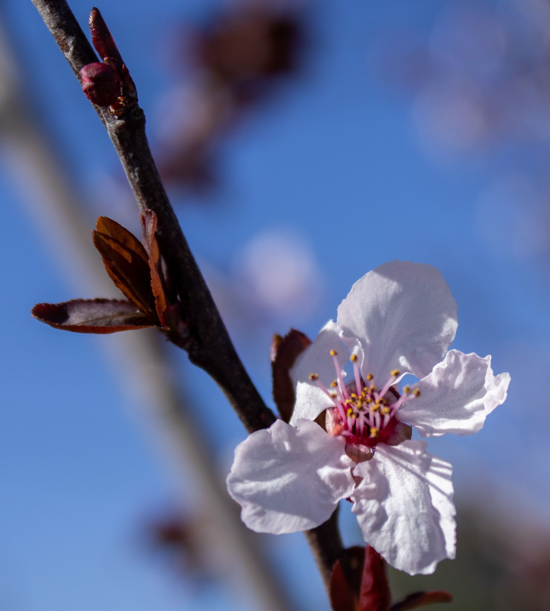 White blossom on a dark branch against a blurred blue sky