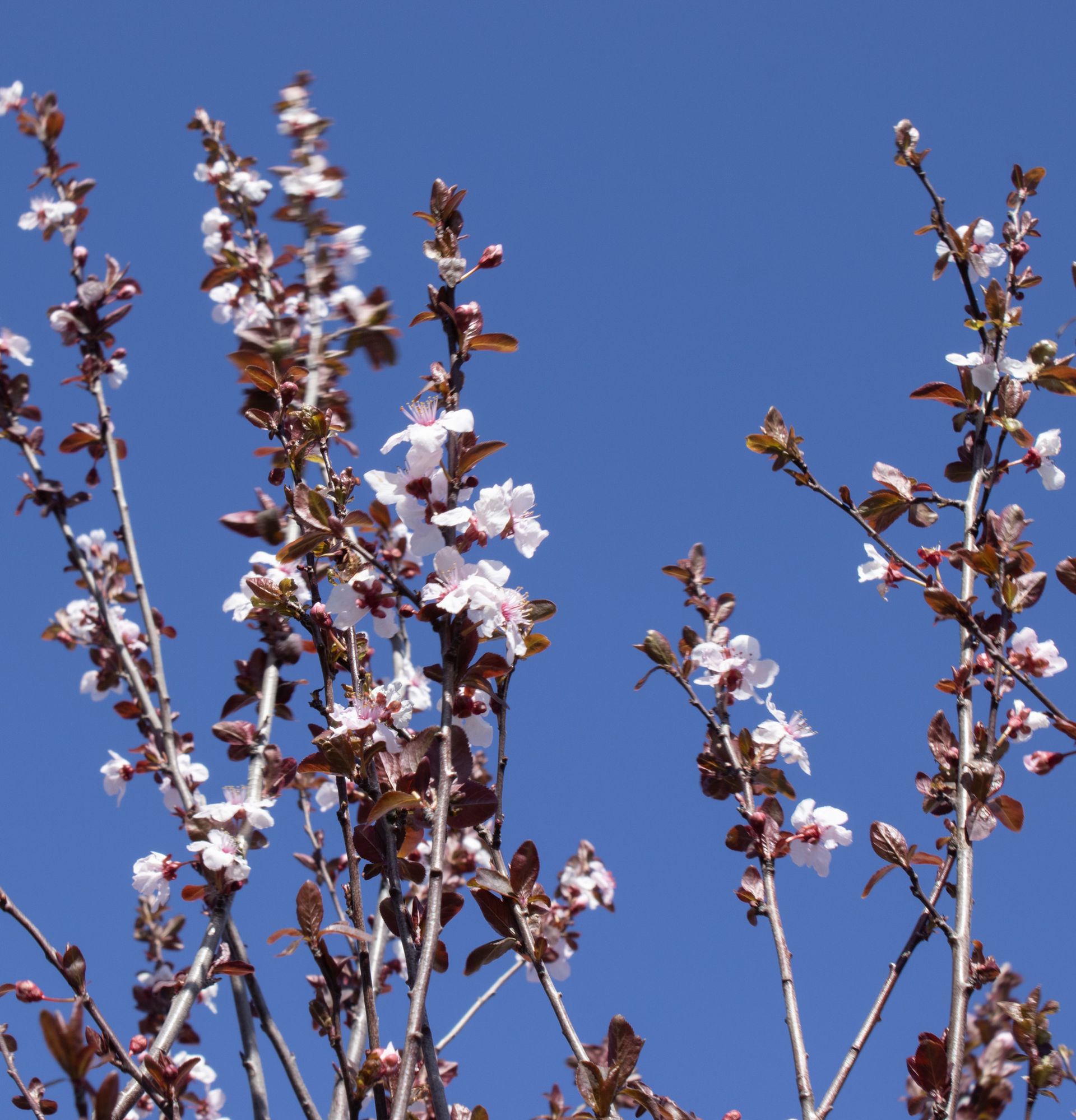 Pink blossoms on thin branches against a clear blue sky