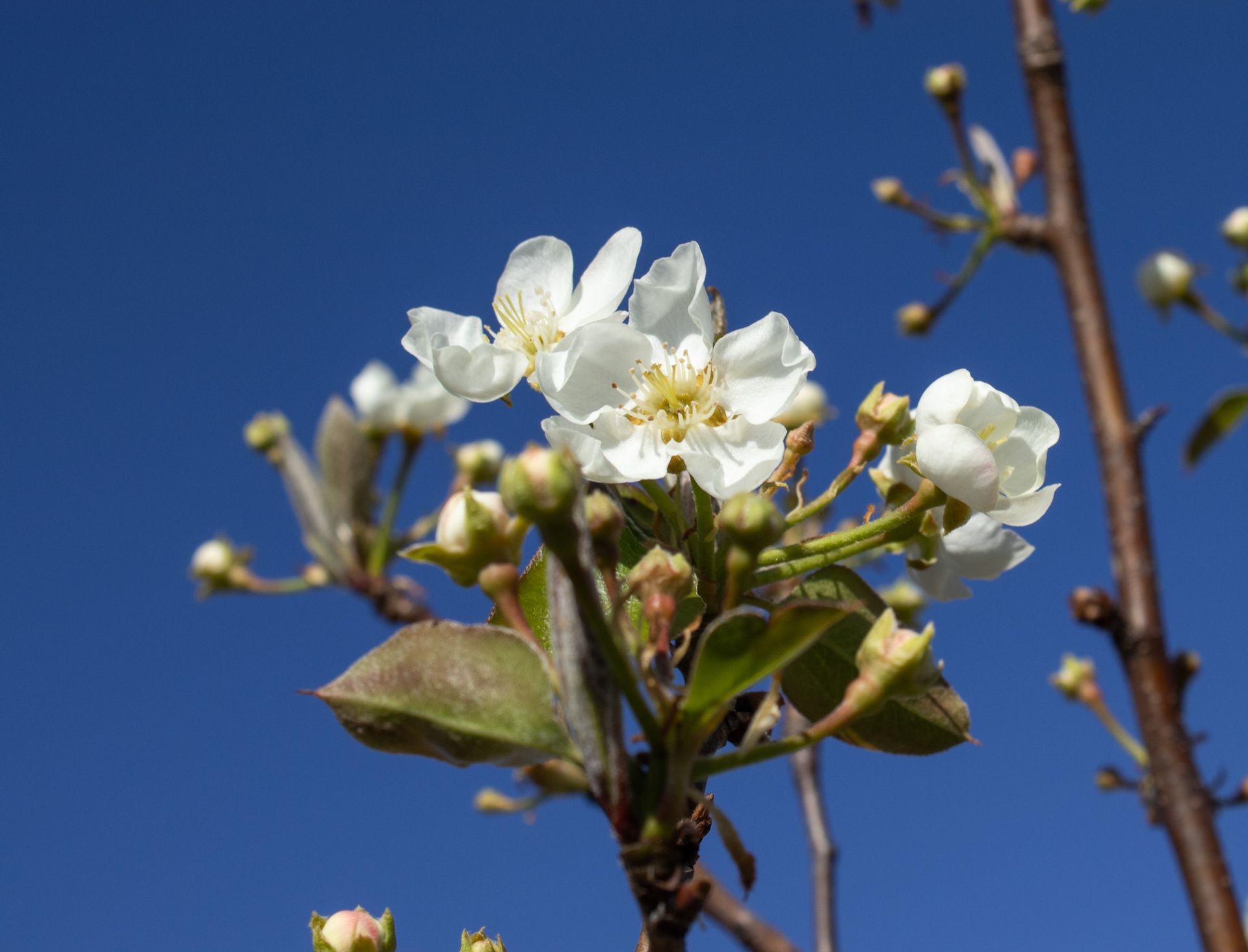 White blossoms on a tree branch against a clear blue sky.