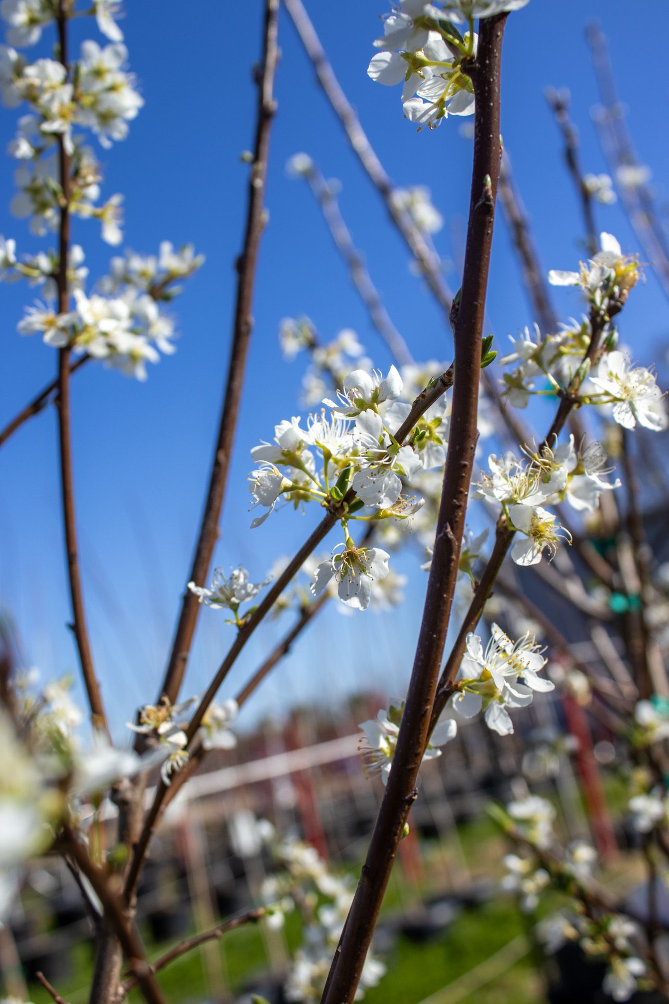 White blossoms on slender branches against a clear blue sky with a blurred building in the background