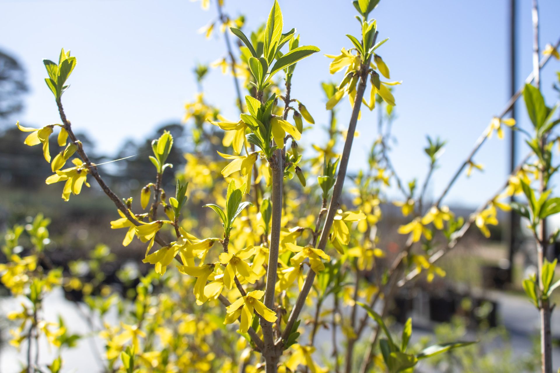 Yellow flowers in bloom with a blurred outdoor building in the background