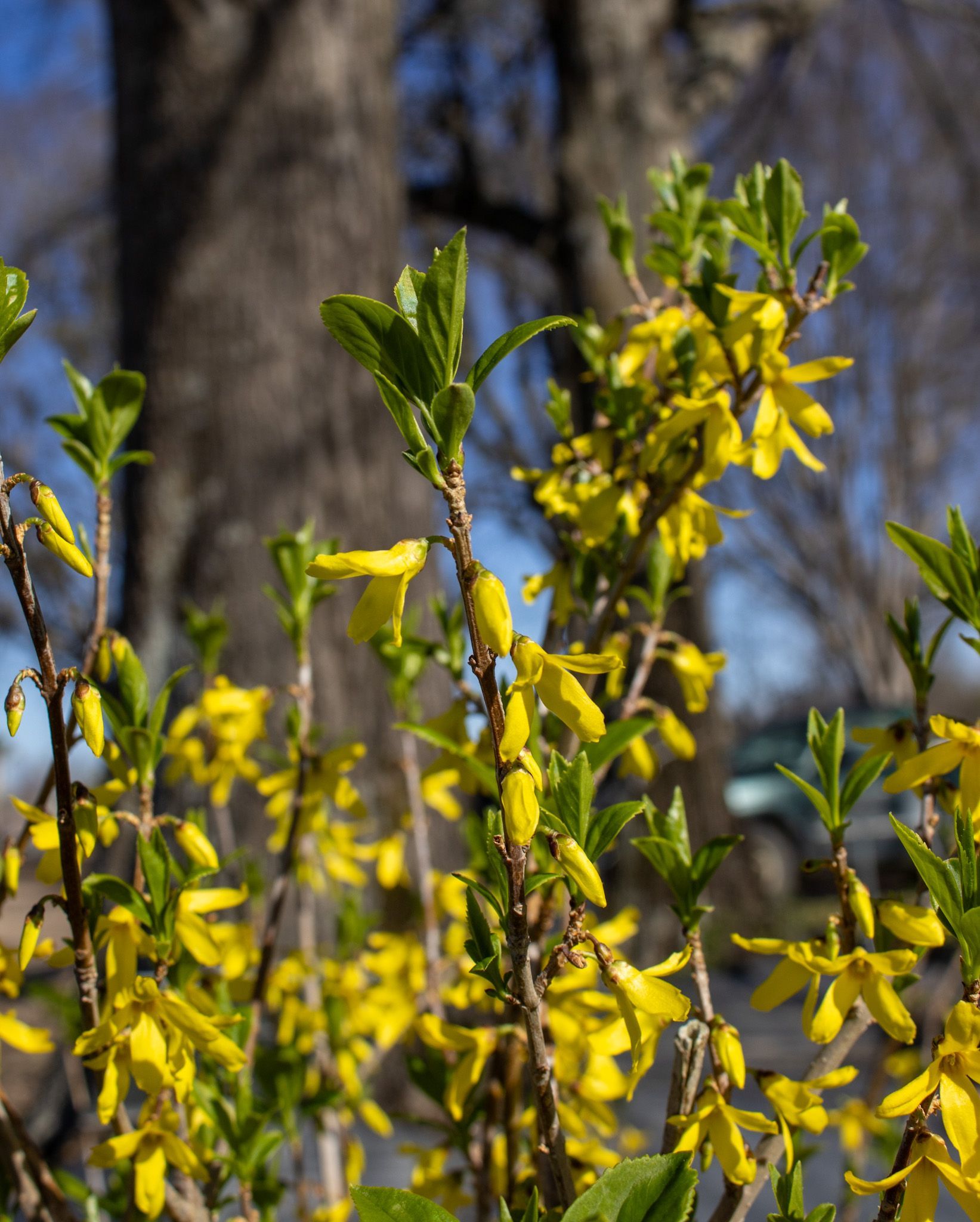 Yellow flowers blooming among green leaves against a blurred woodland background