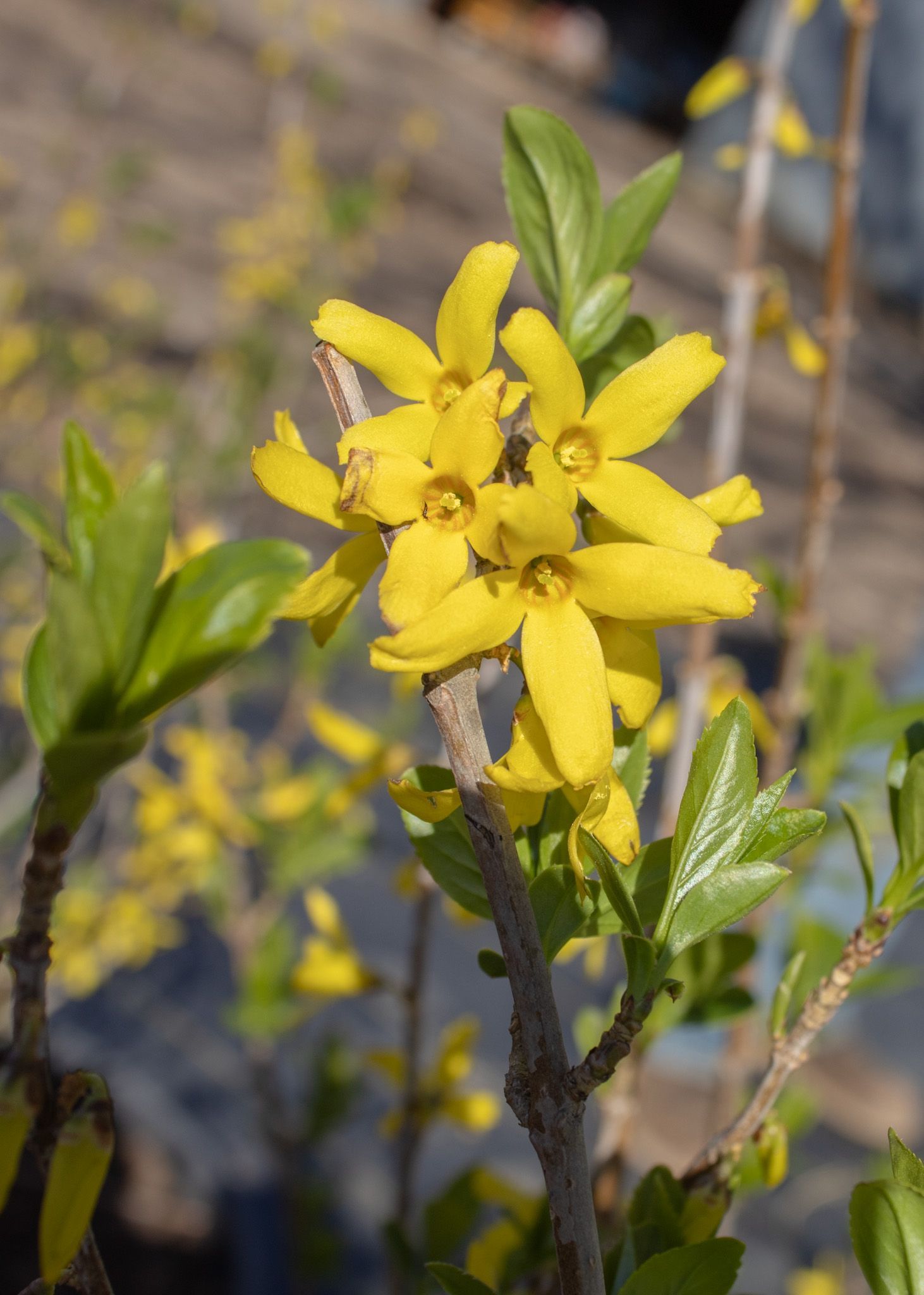 Yellow wildflower cluster on a leafy stem against a blurred outdoor background