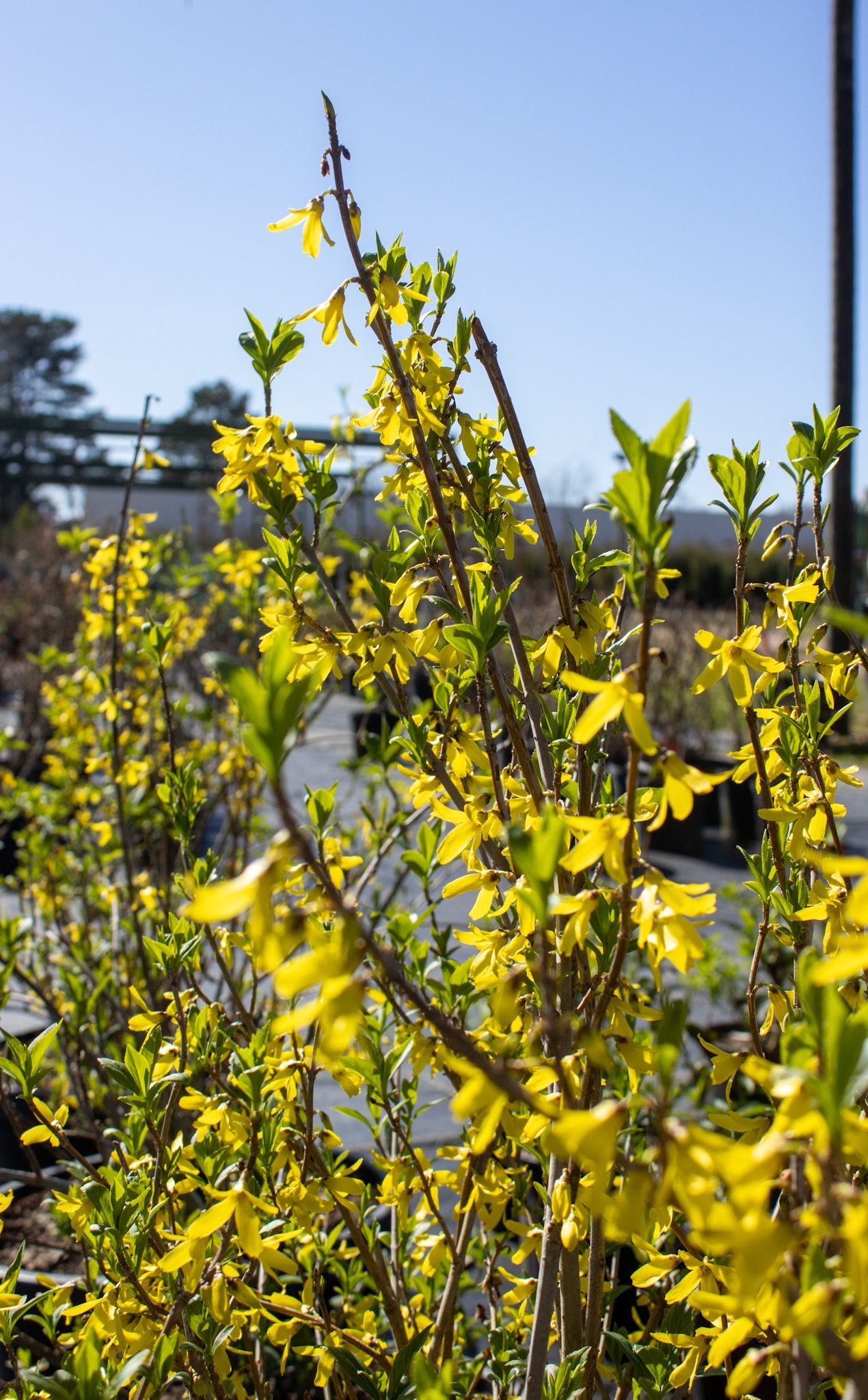 Yellow flowering shrub against a blue sky, with a building and trees in the background