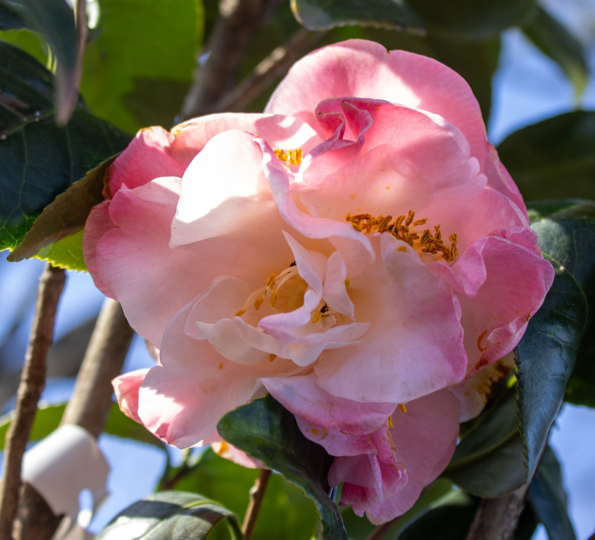 Close-up of a pink camellia flower with white petals and green leaves in sunlight