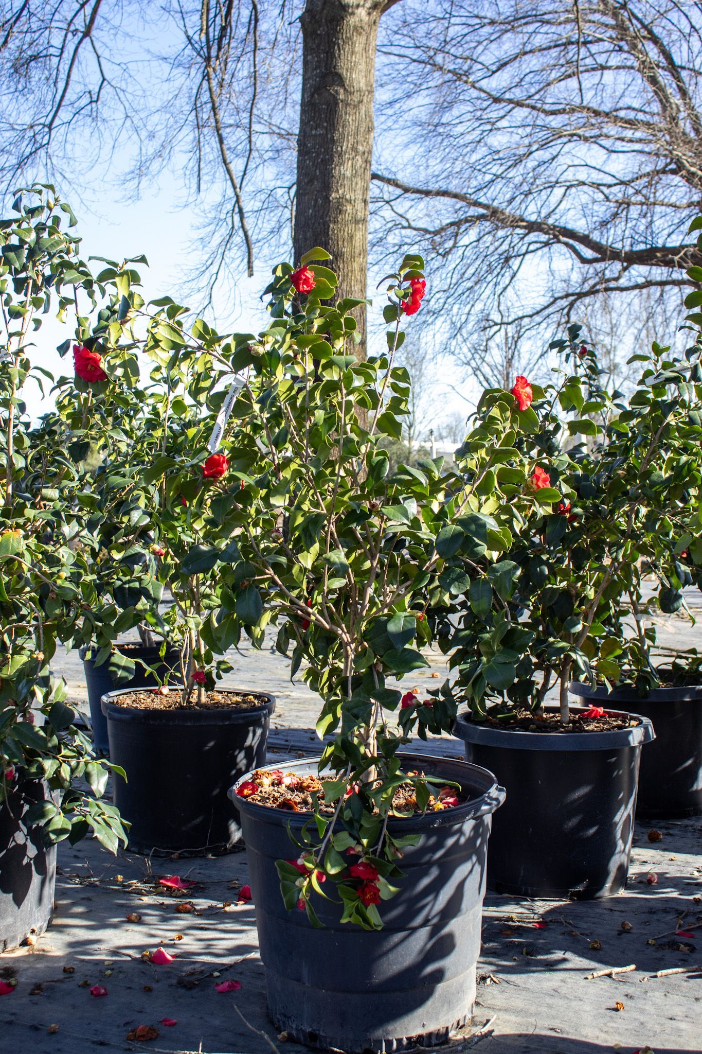 Potted rose bushes with red blooms on a sunny outdoor patio, with bare trees in the background
