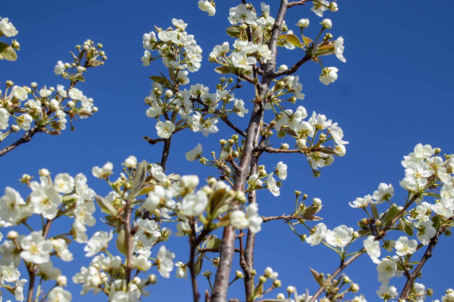 White blossoms on tree branches against a bright blue sky