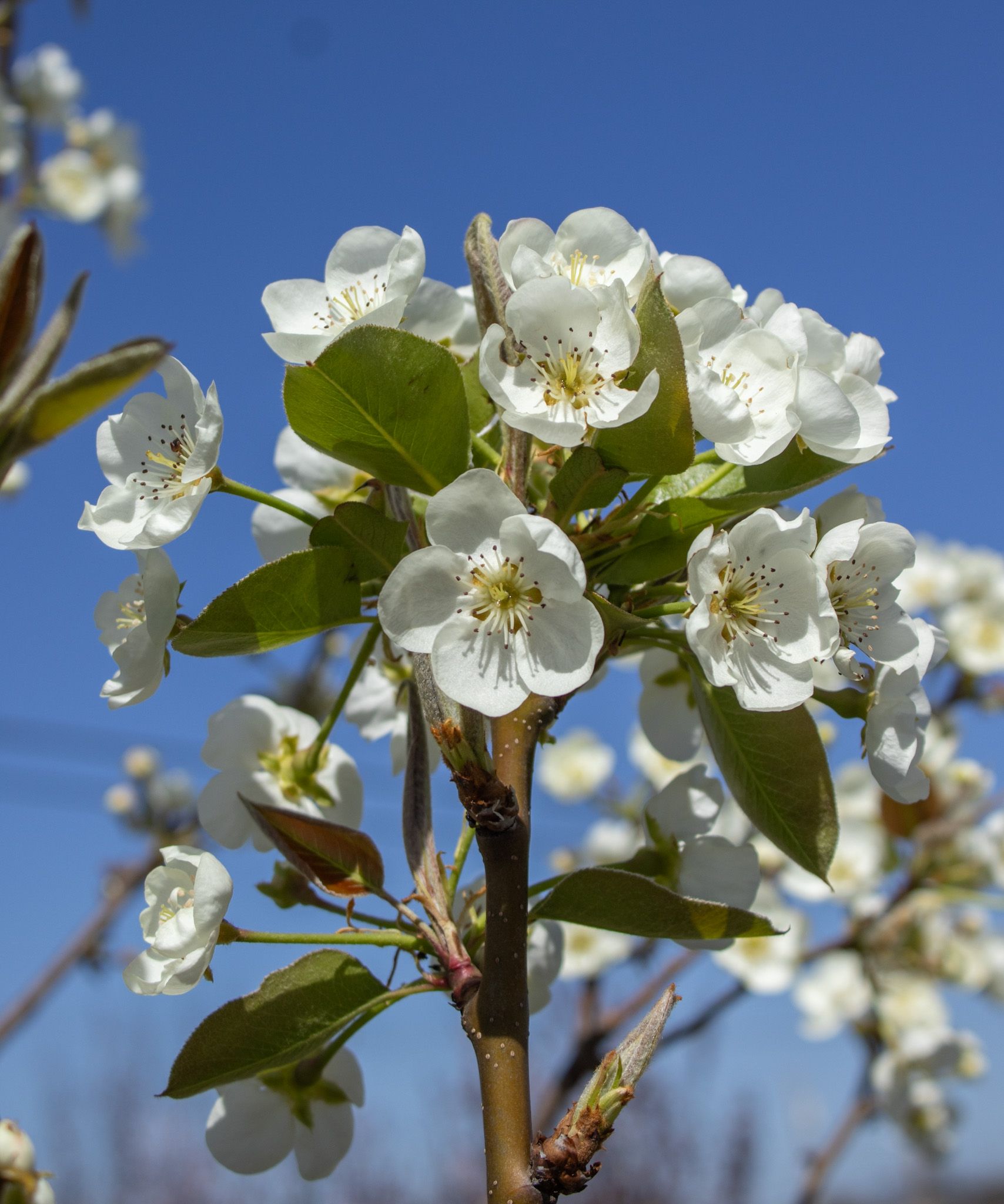 White blossoms on a tree branch against a clear blue sky.