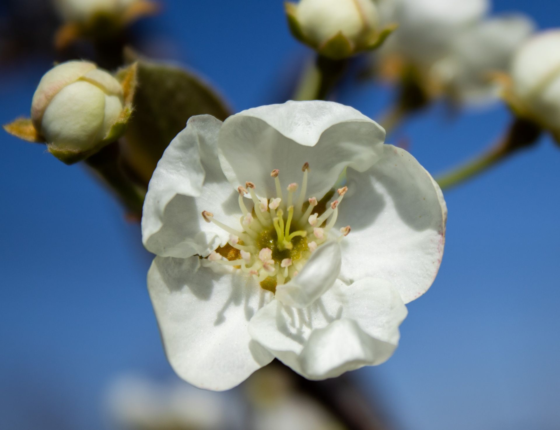 Close-up of a white flower blossom with buds against a blurred blue sky