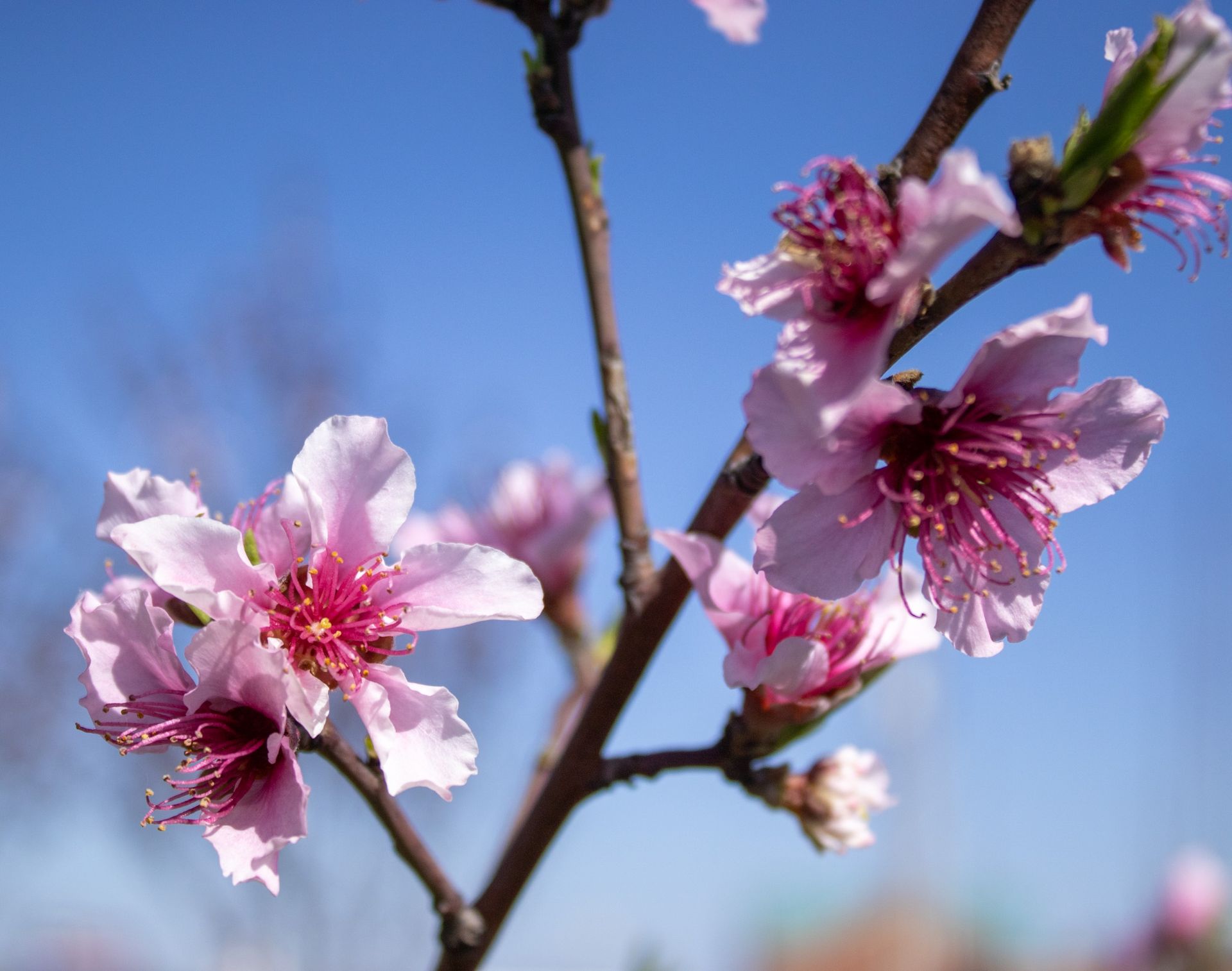 Pink blossoms on tree branches against a blue sky