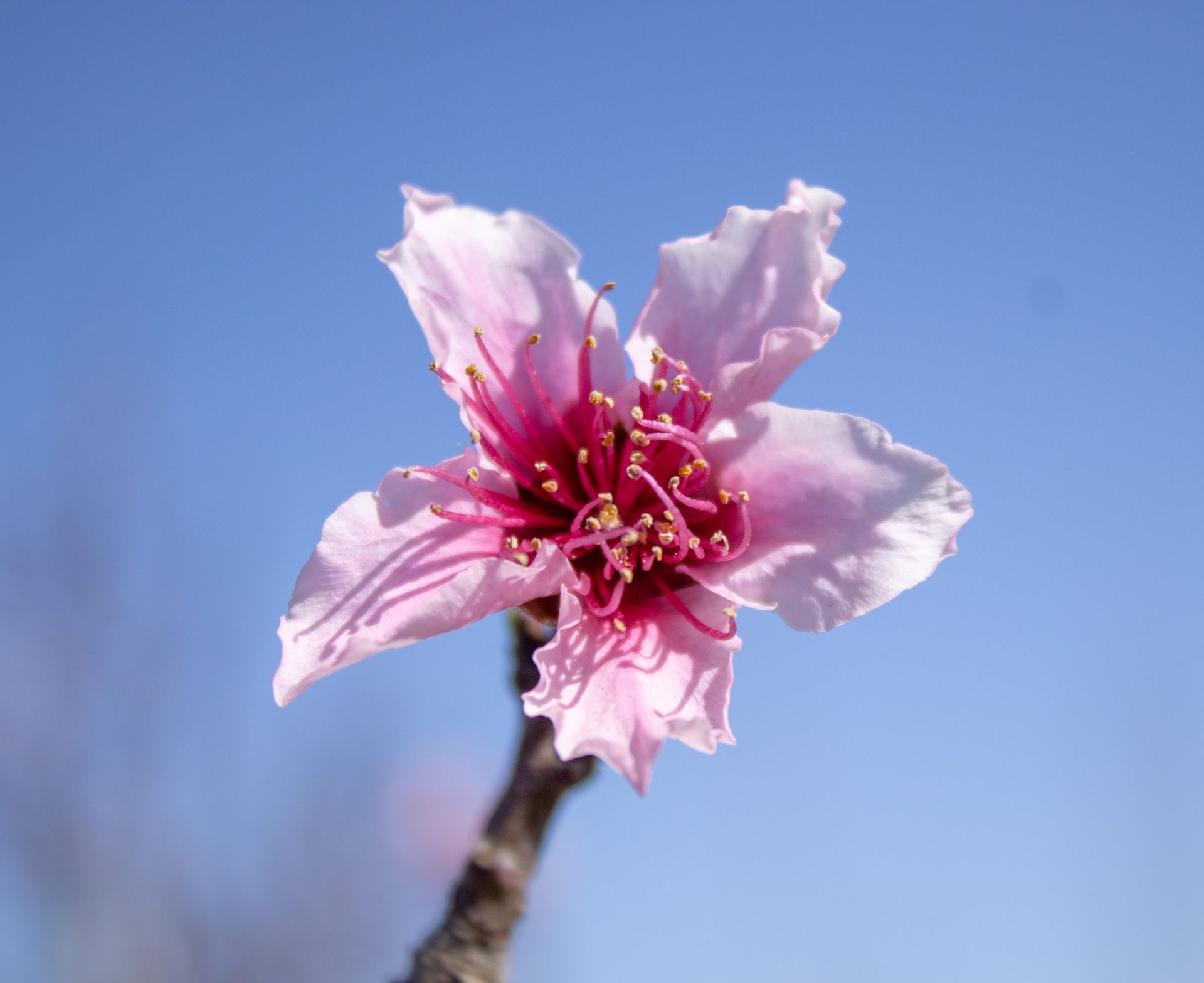 Pink blossom flower against a clear blue sky