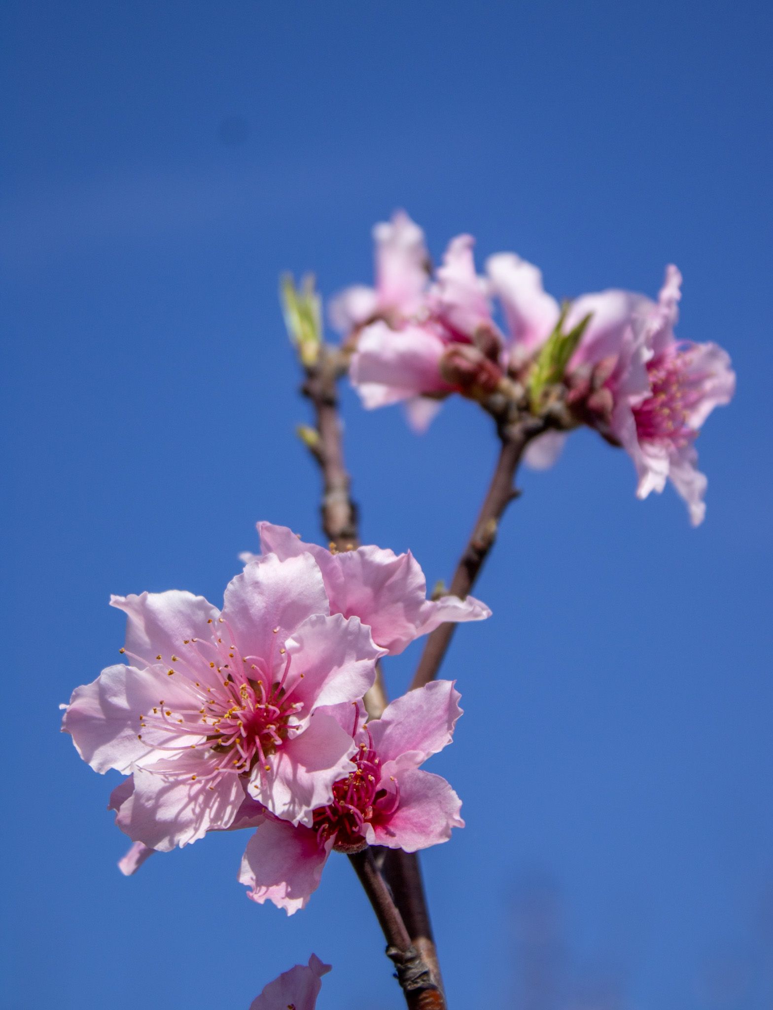 Pink cherry blossoms on a branch against a clear blue sky