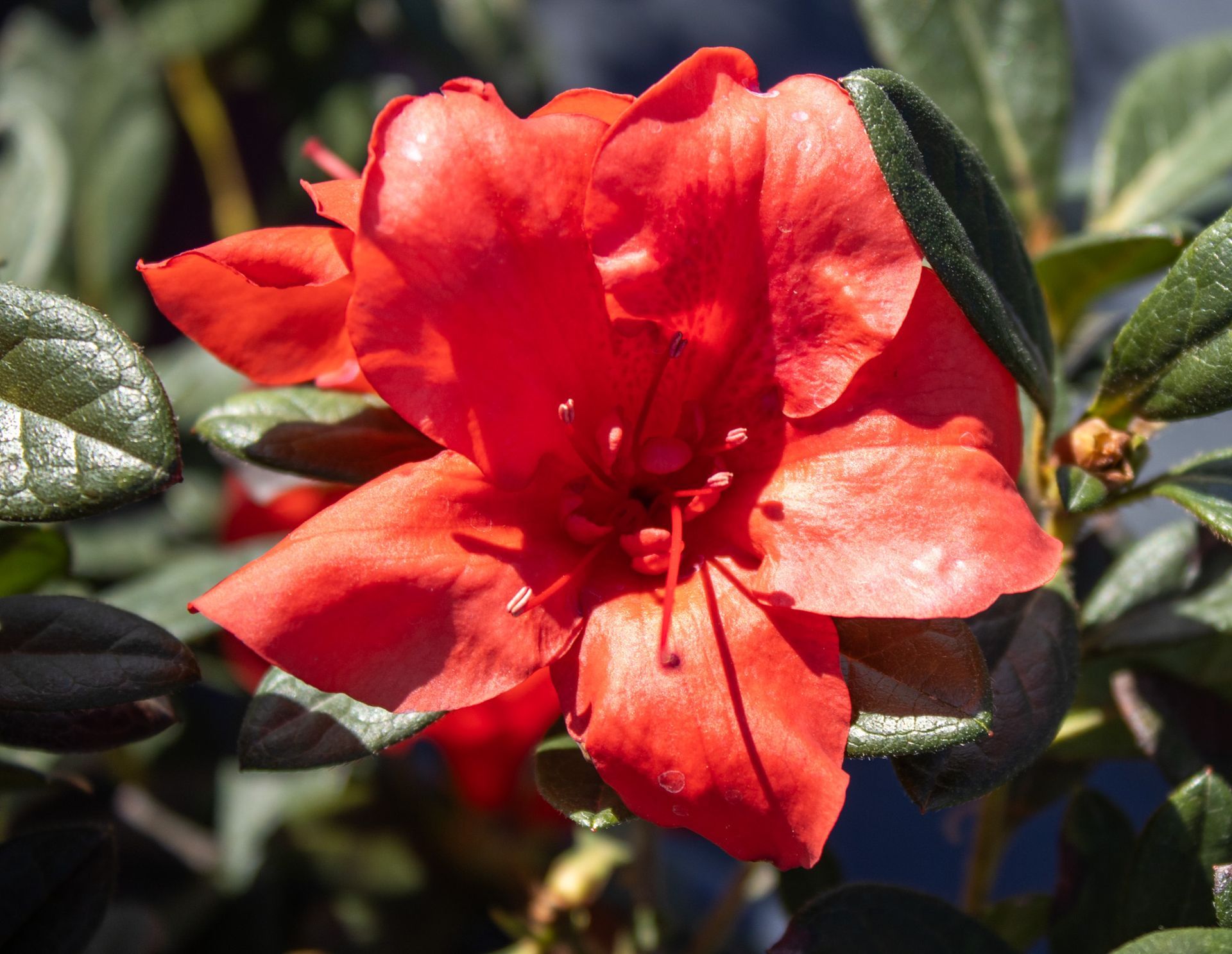 Bright red azalea flower blooming among dark green leaves in sunlight