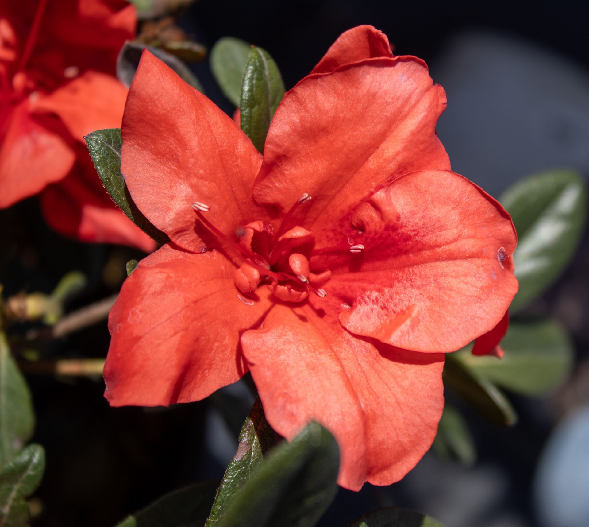 Close-up of a red azalea flower with green leaves in sunlight