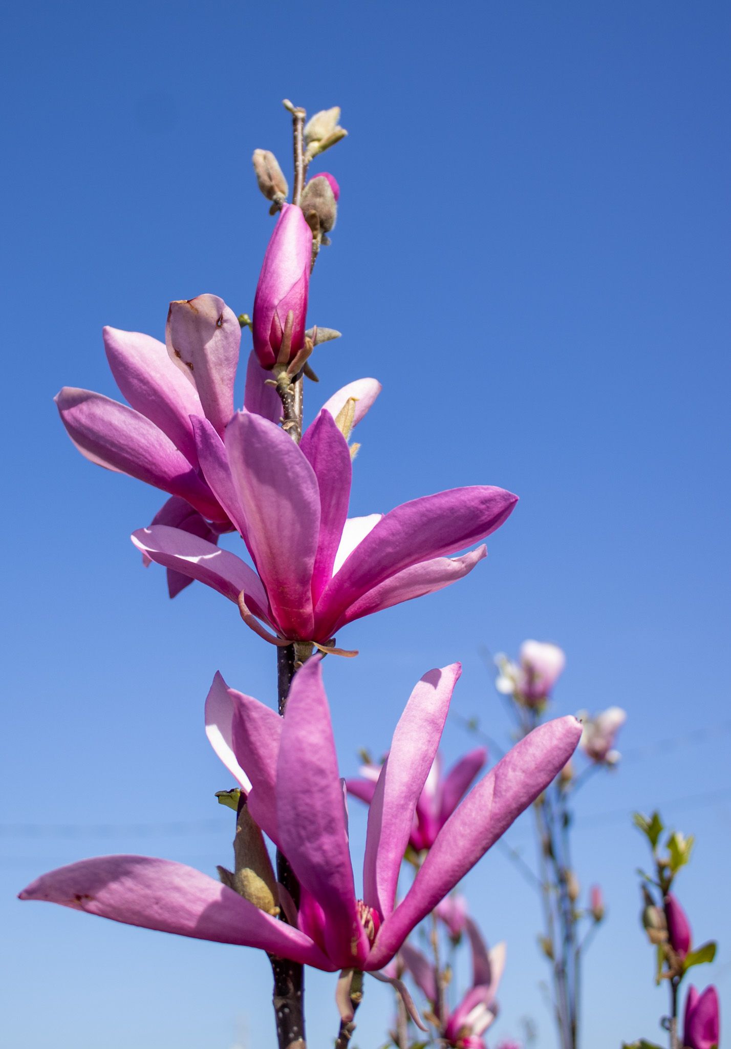 Pink wildflower against a clear blue sky