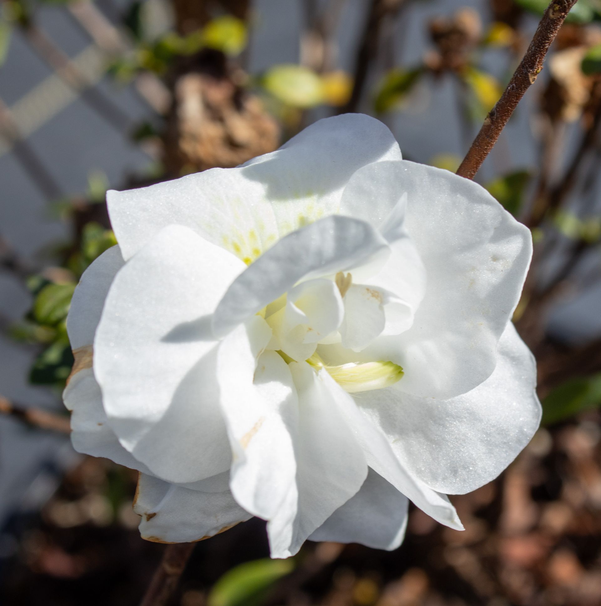 White flower blooming on a branch against a blurred background